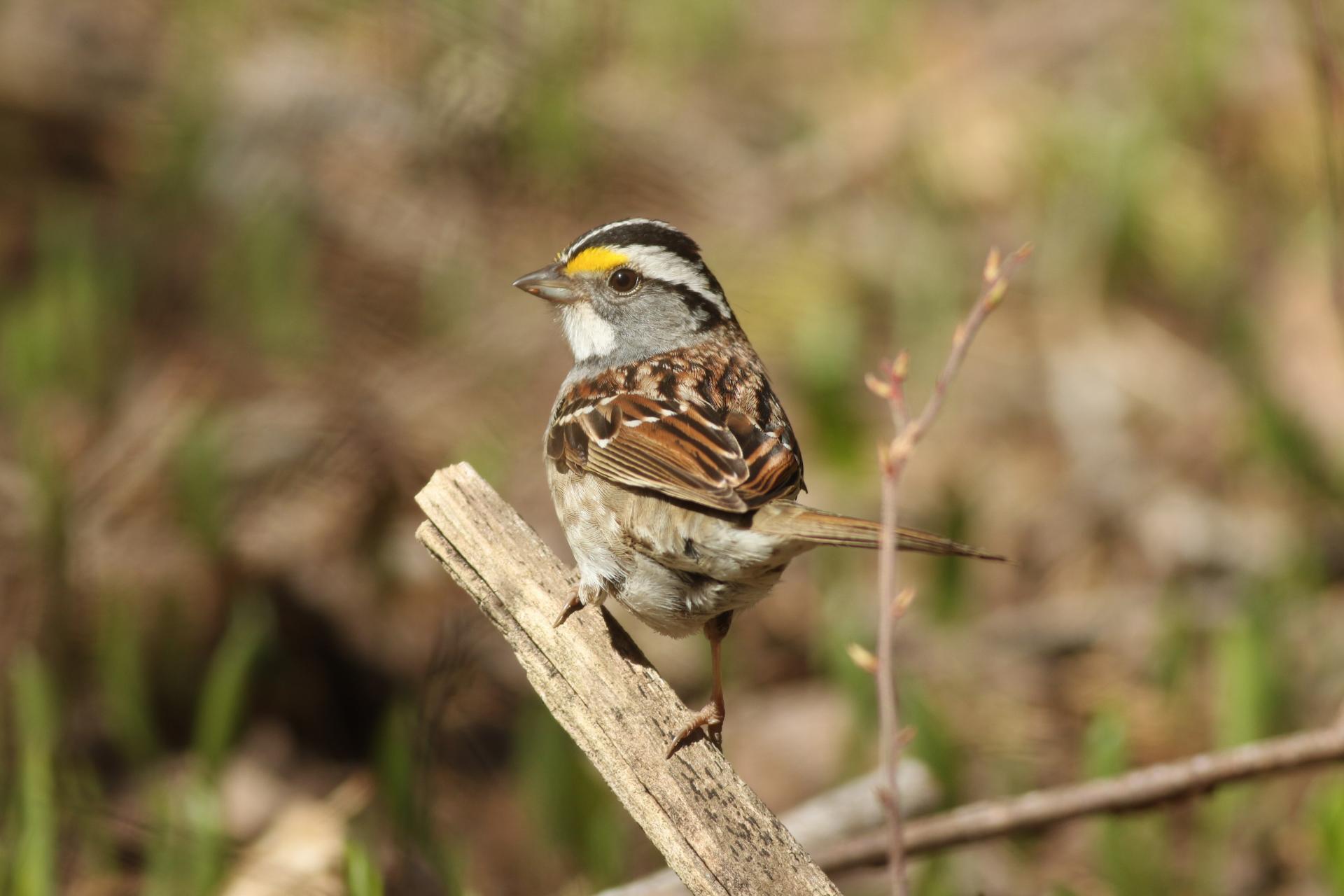 bruant-a-gorge-blanche-song-sparrow