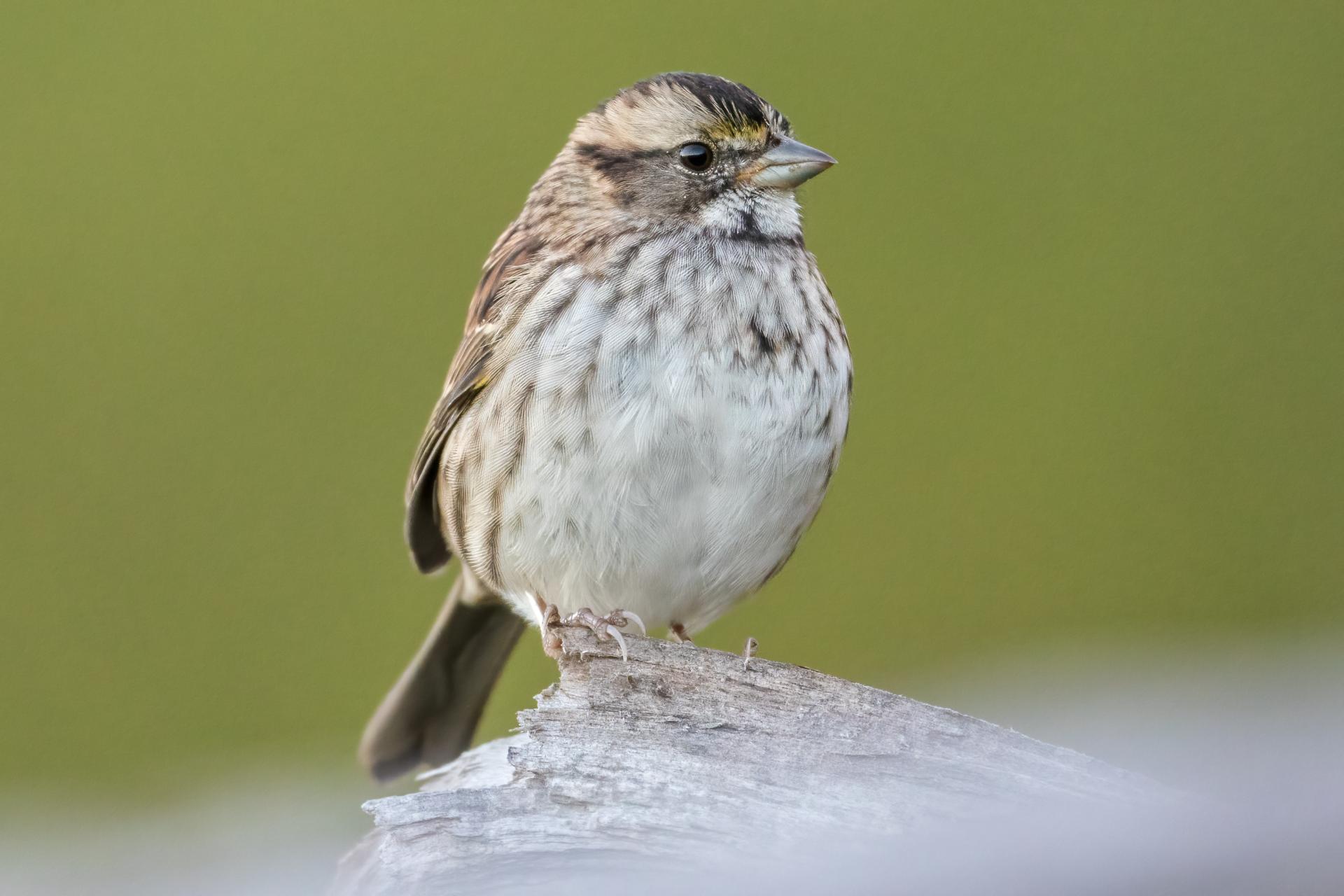 bruant-a-gorge-blanche-song-sparrow