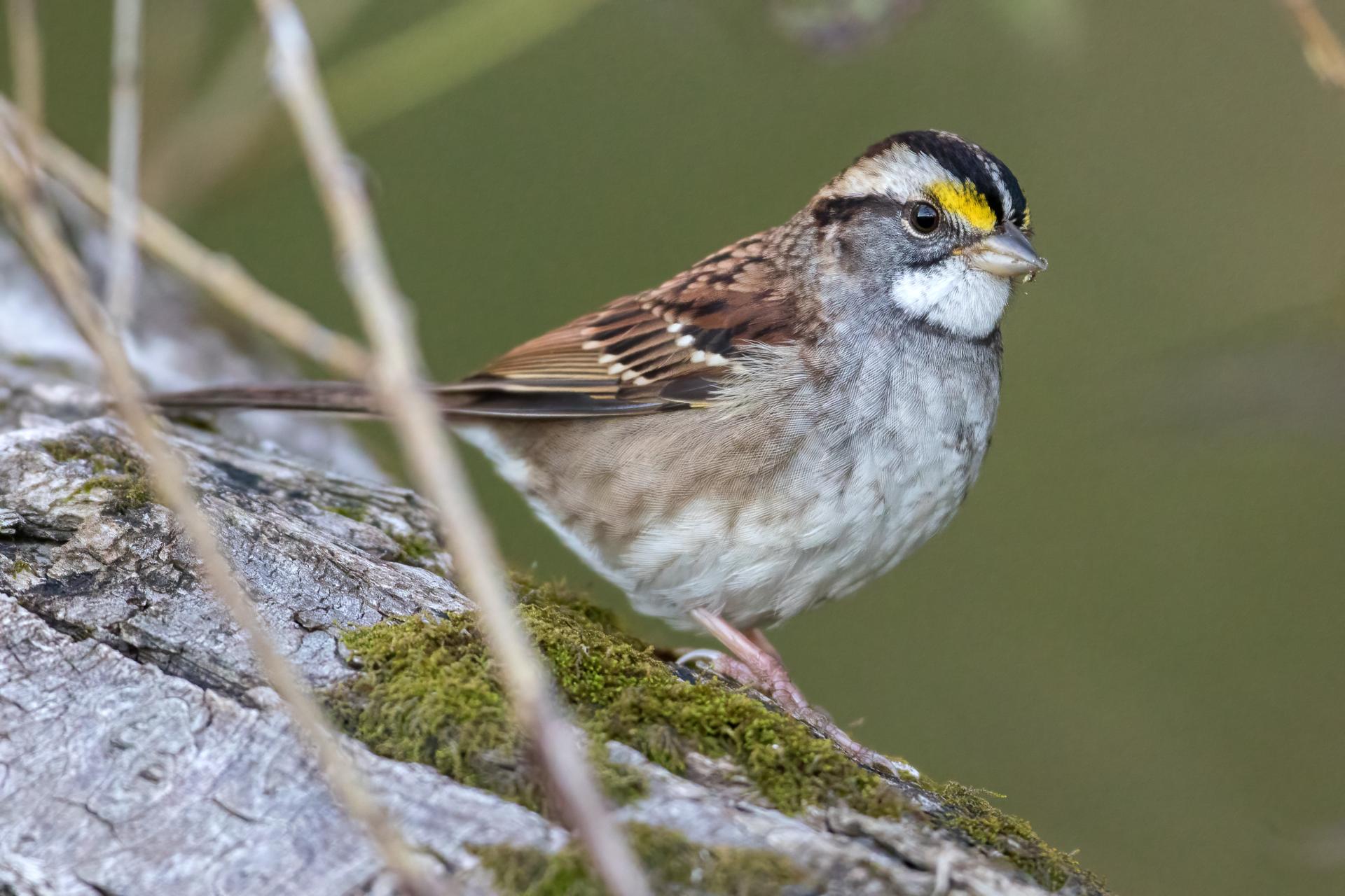 bruant-a-gorge-blanche-song-sparrow