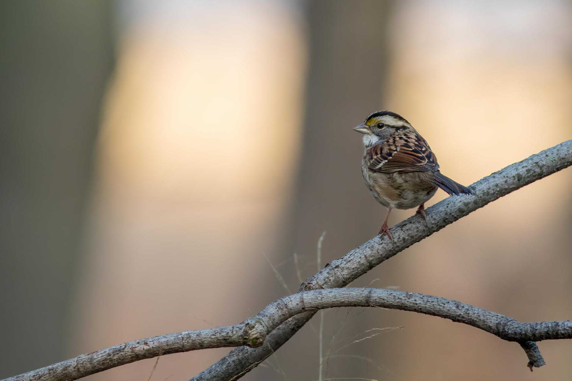 bruant-a-gorge-blanche-song-sparrow