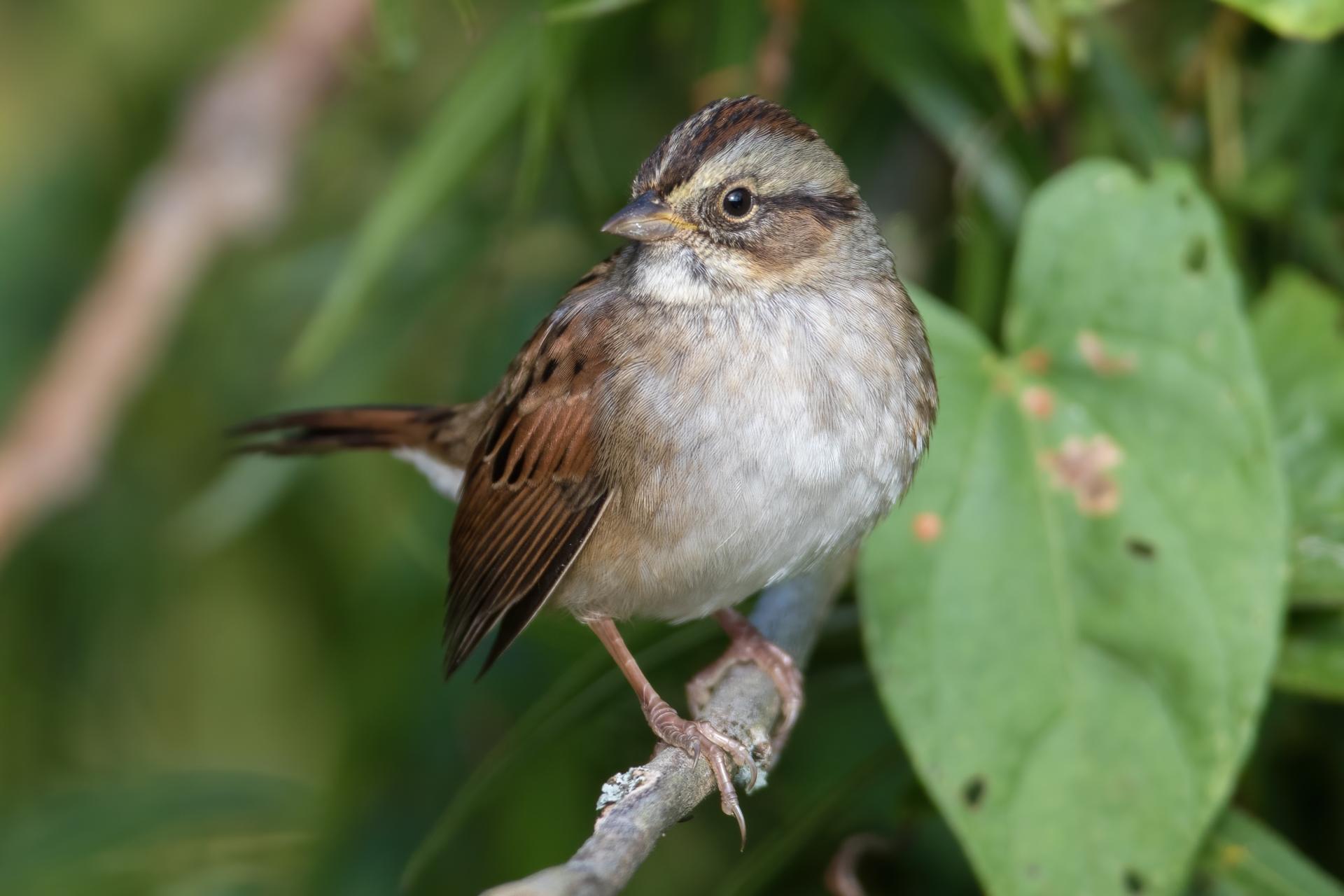bruant-a-gorge-blanche-song-sparrow