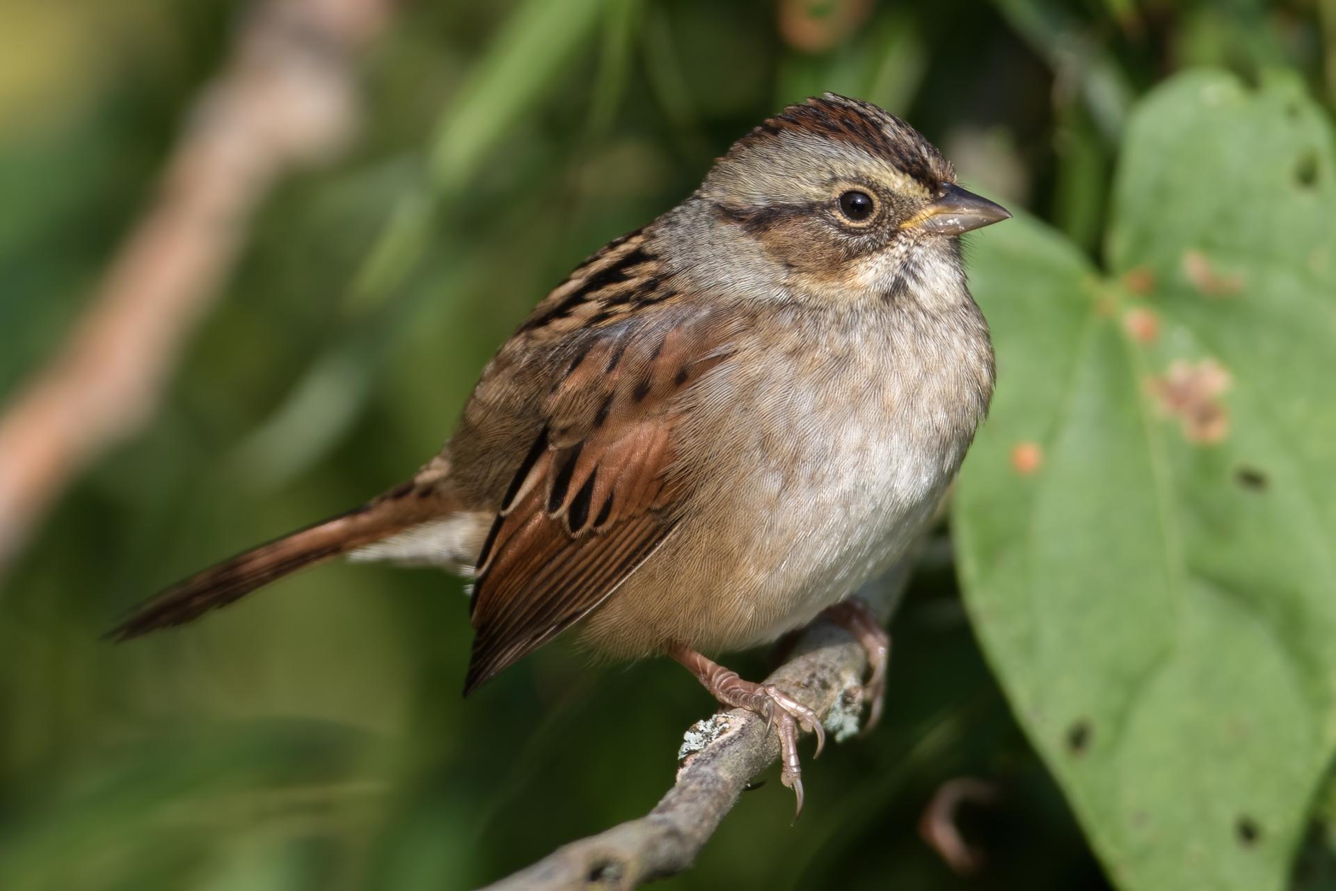 bruant-a-gorge-blanche-song-sparrow