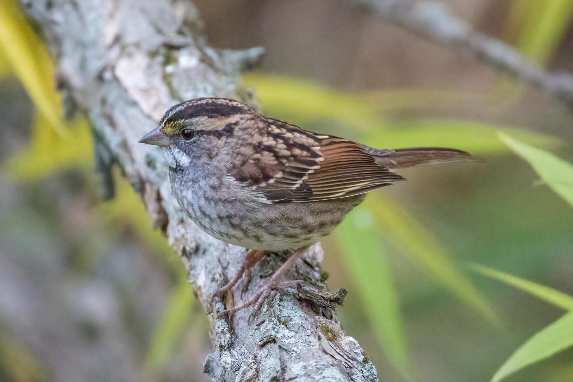 bruant-a-gorge-blanche-song-sparrow