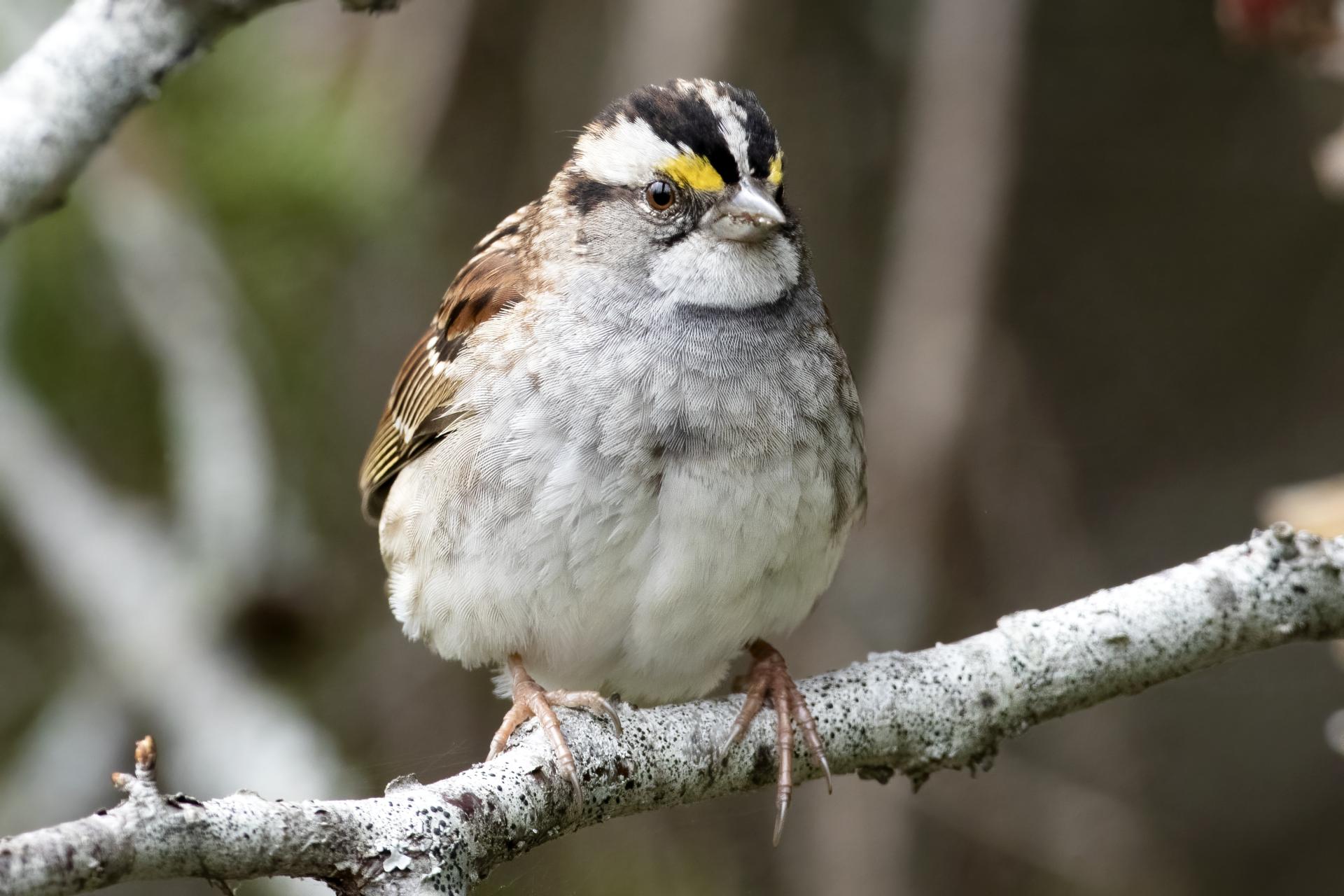 bruant-a-gorge-blanche-song-sparrow