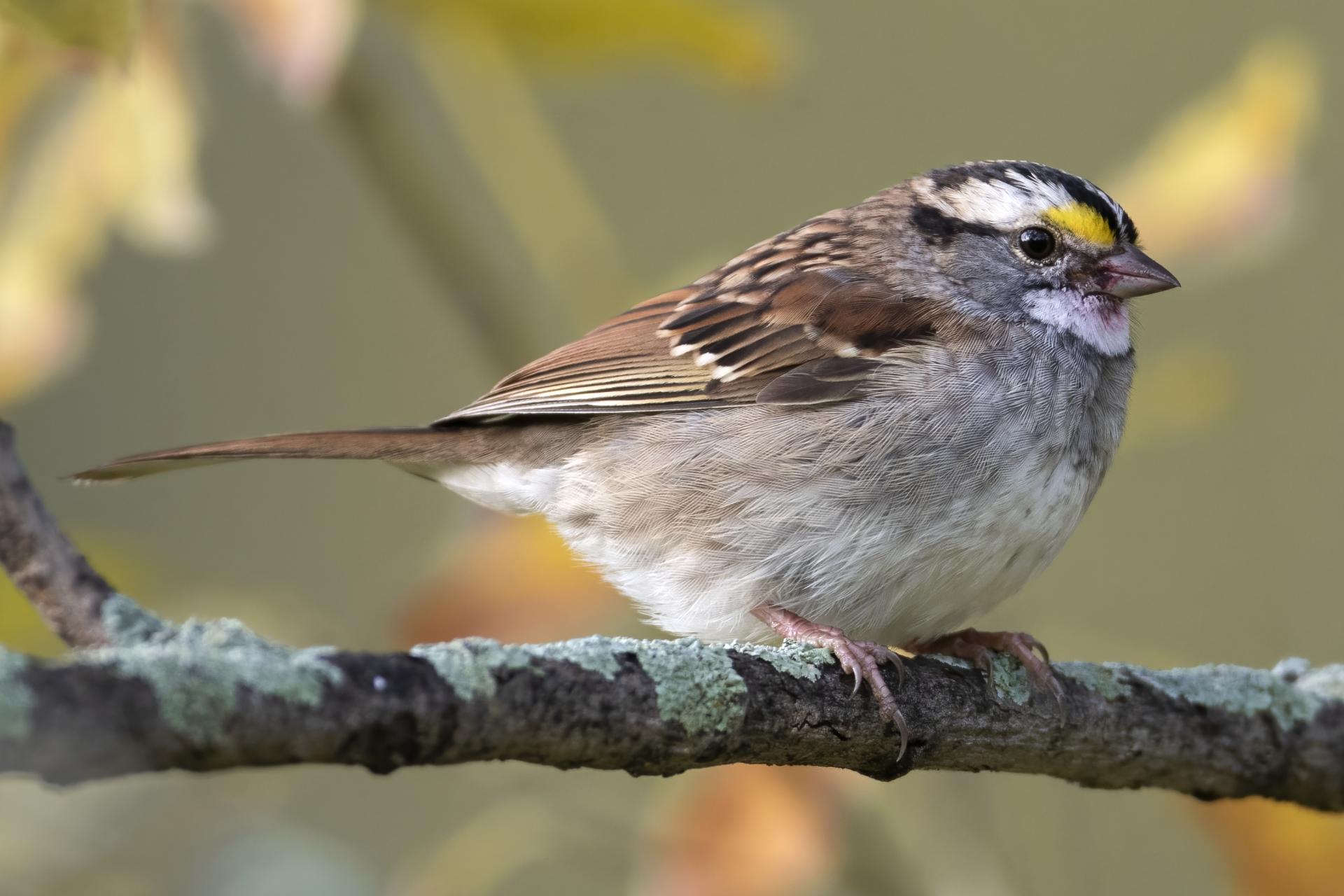 bruant-a-gorge-blanche-song-sparrow