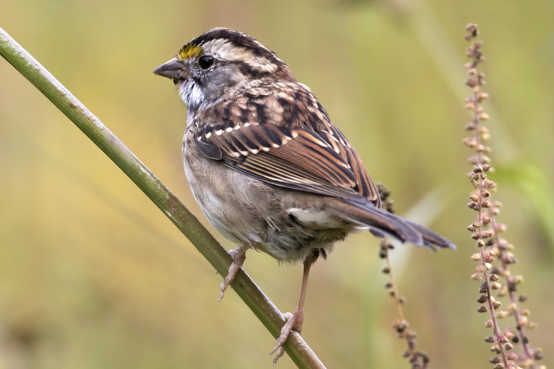 bruant-a-gorge-blanche-song-sparrow