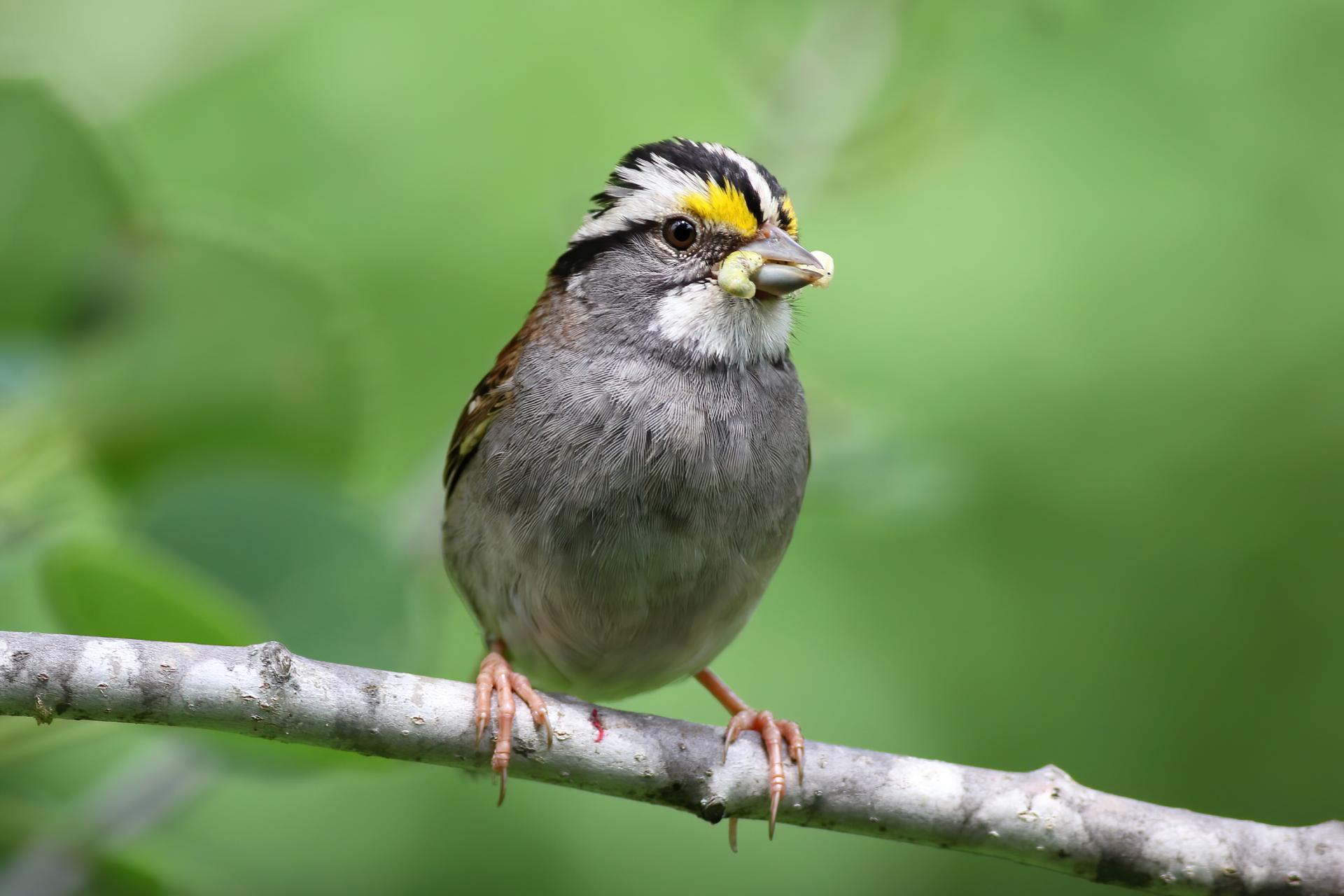 bruant-a-gorge-blanche-song-sparrow