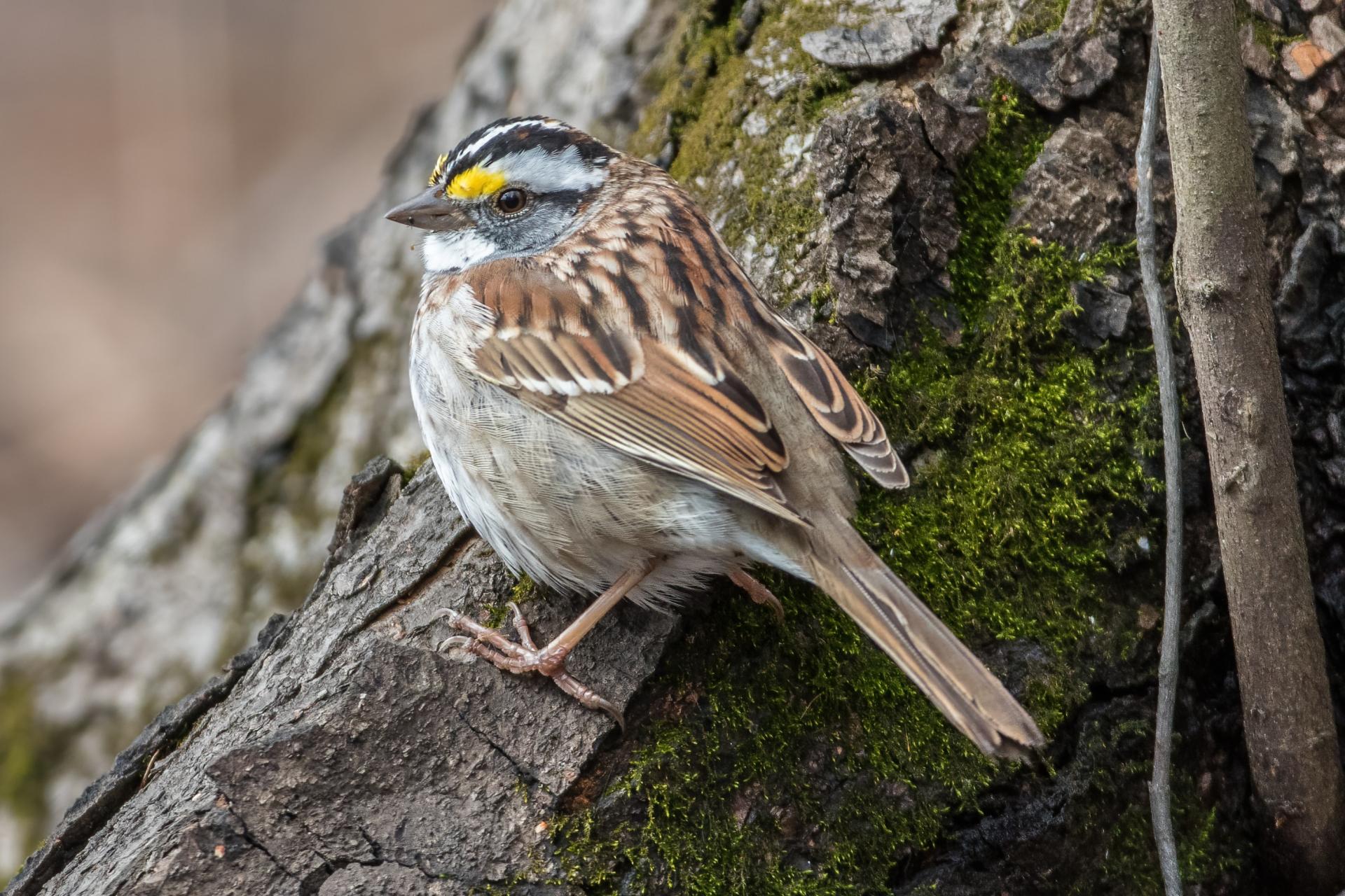 bruant-a-gorge-blanche-song-sparrow