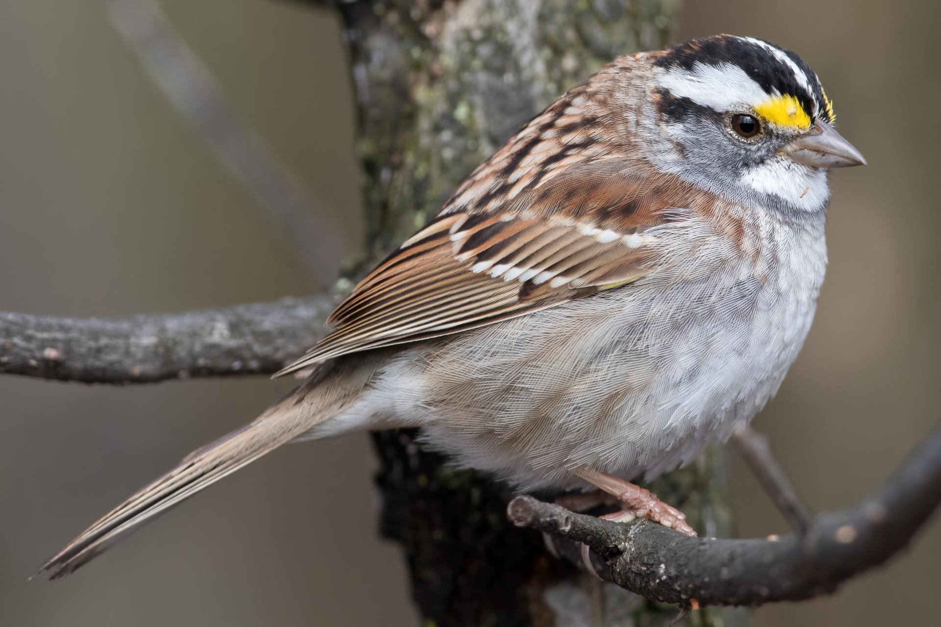 bruant-a-gorge-blanche-song-sparrow