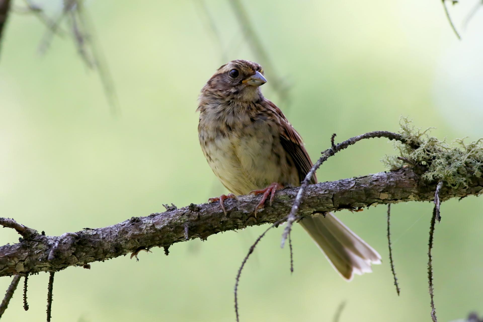 bruant-a-gorge-blanche-song-sparrow