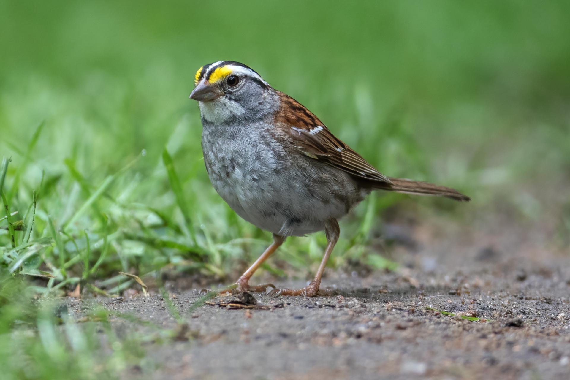 bruant-a-gorge-blanche-song-sparrow
