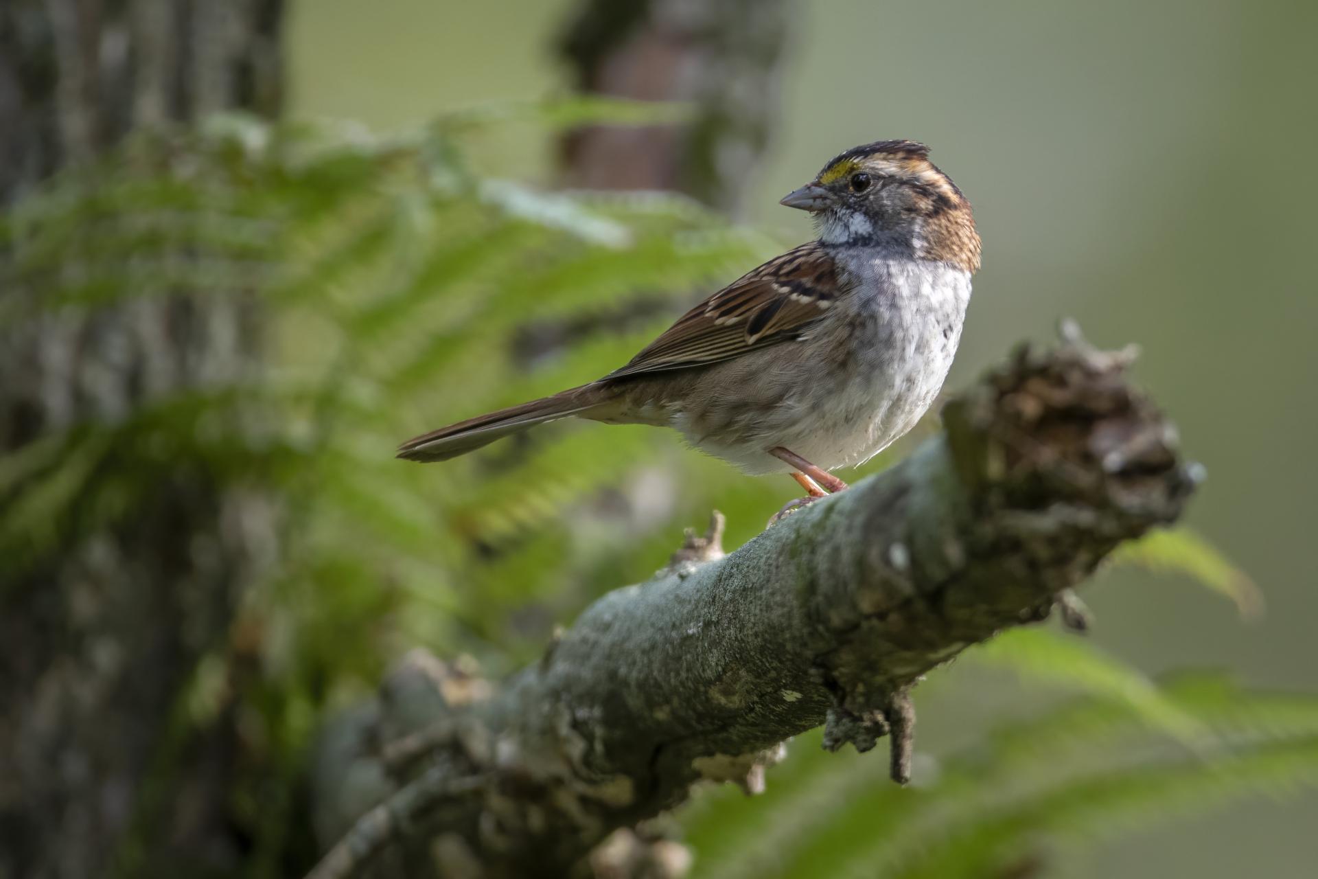 bruant-a-gorge-blanche-song-sparrow