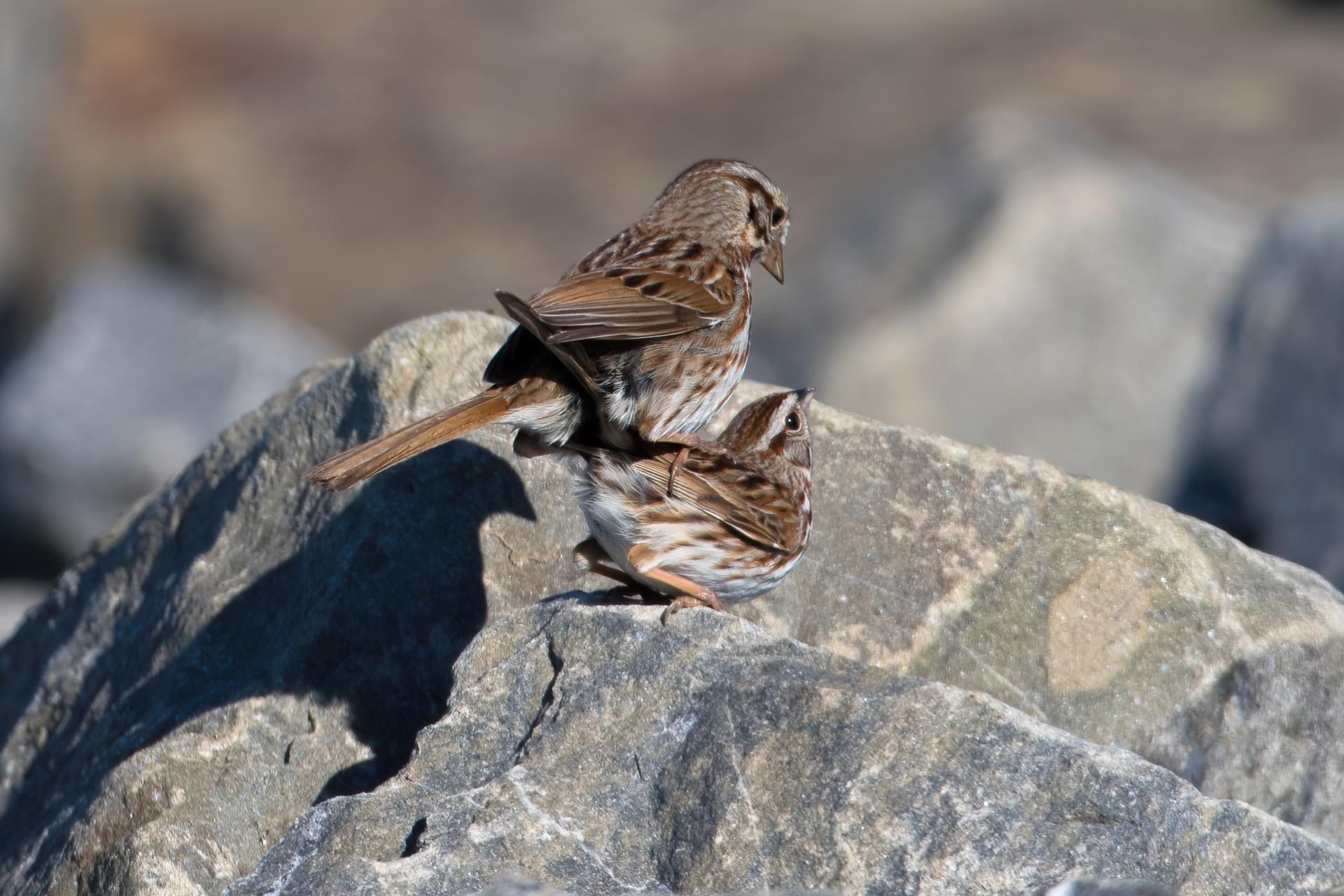bruant-chanteur-song-sparrow