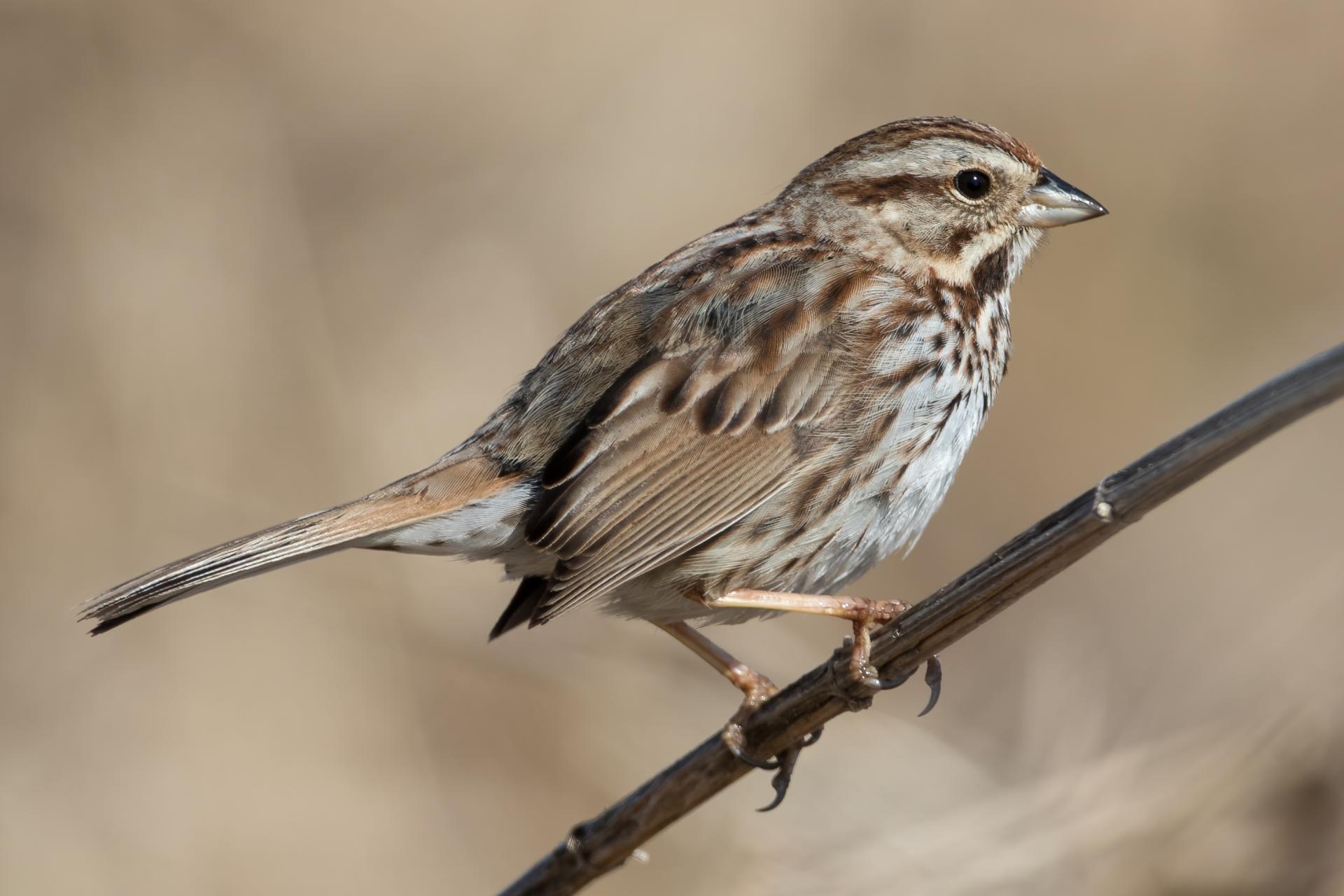 bruant-chanteur-song-sparrow