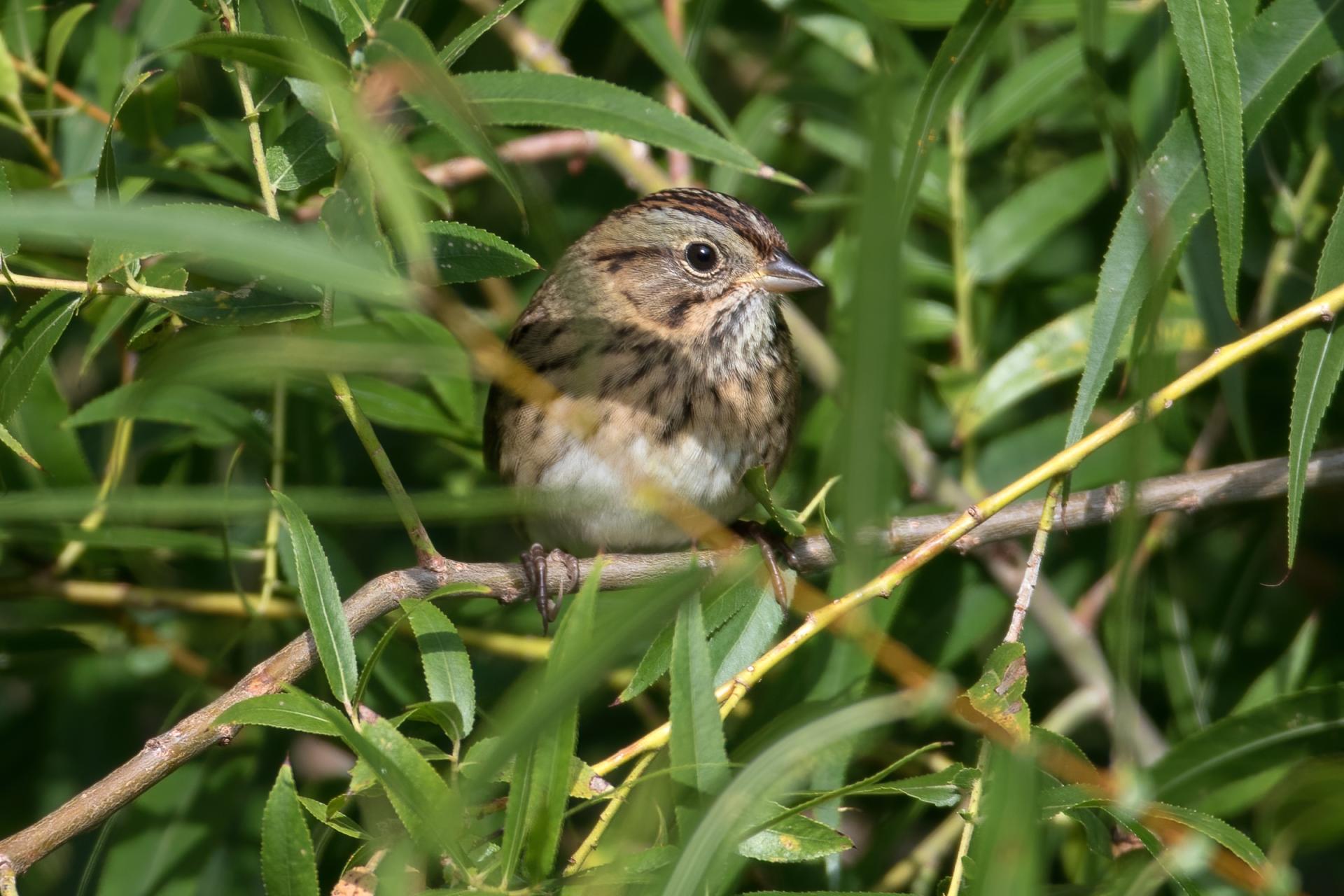 bruant-de-lincoln-Lincoln-s-sparrow