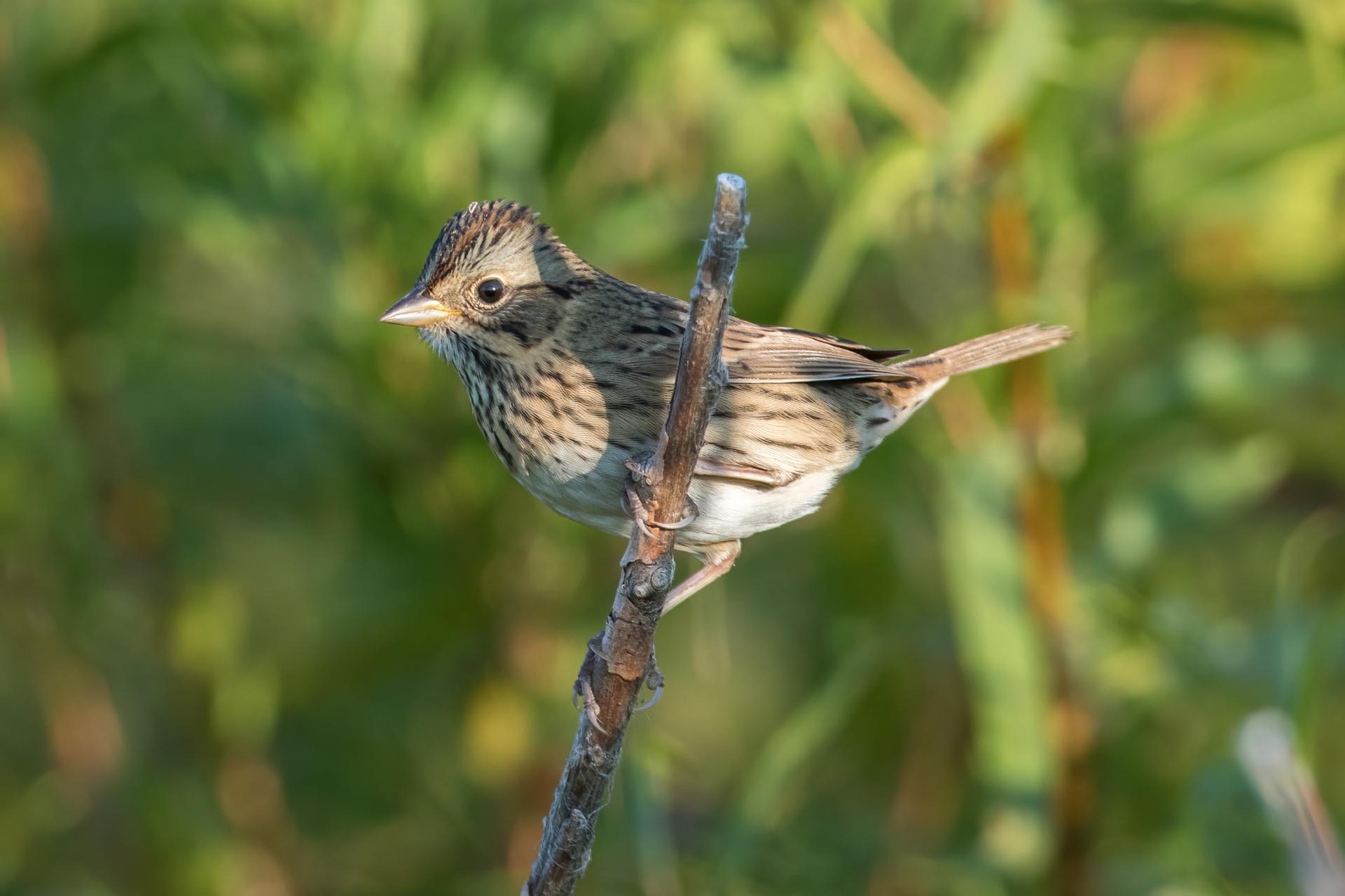 bruant-de-lincoln-Lincoln-s-sparrow
