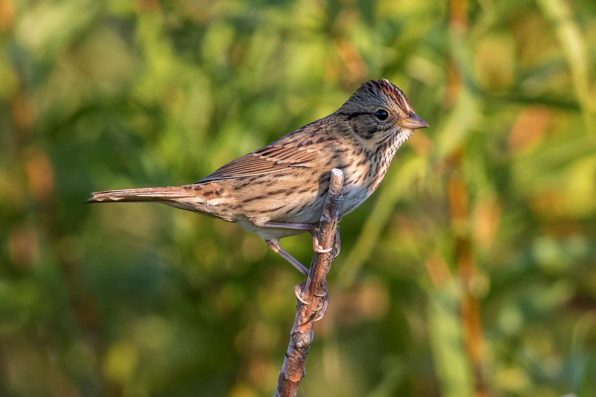 bruant-de-lincoln-Lincoln-s-sparrow