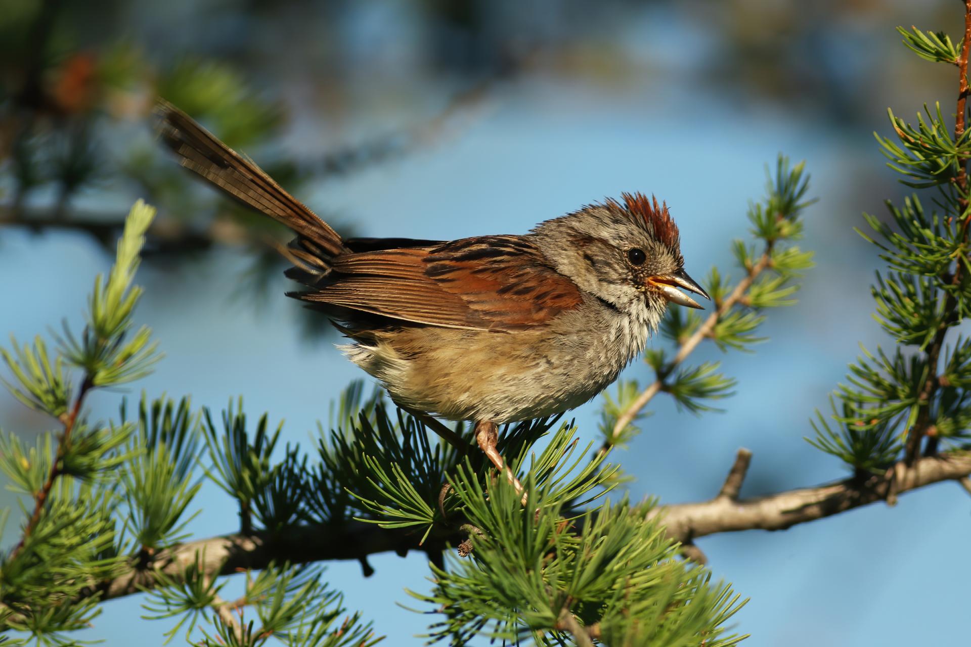 bruant-des-marais-swamp-sparrow
