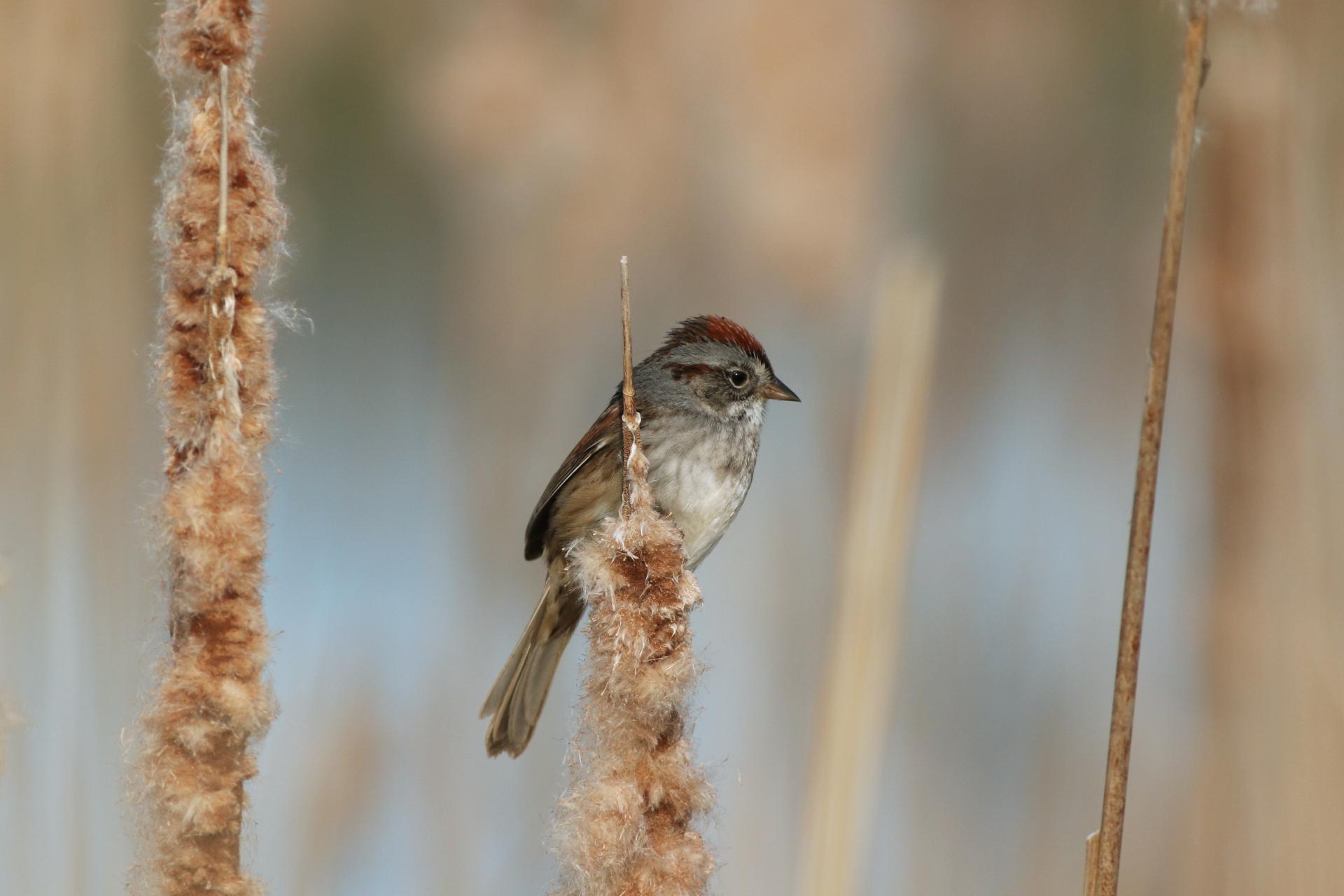bruant-des-marais-swamp-sparrow