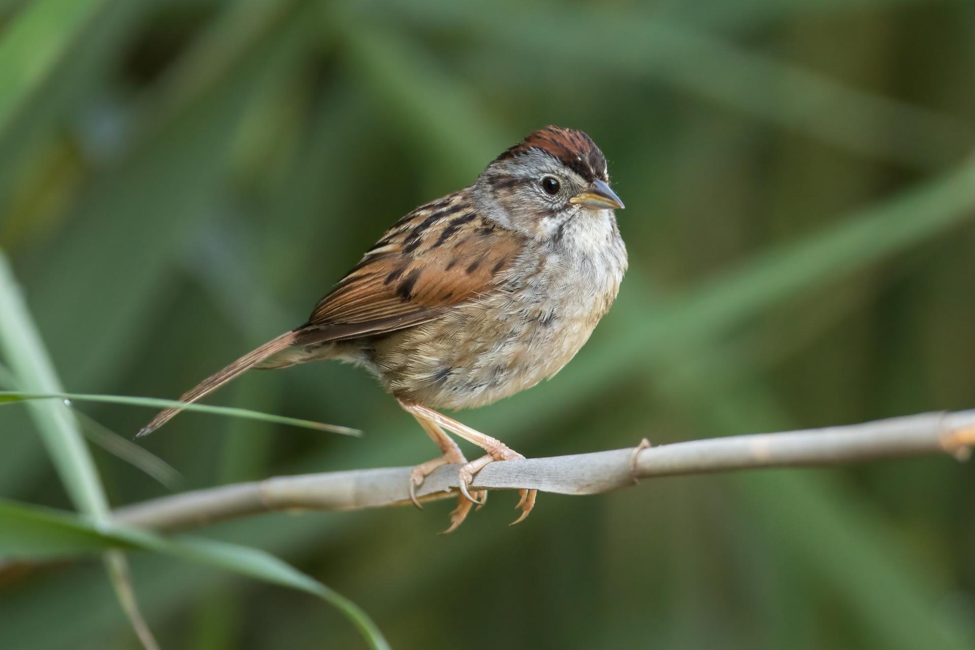 bruant-des-marais-swamp-sparrow