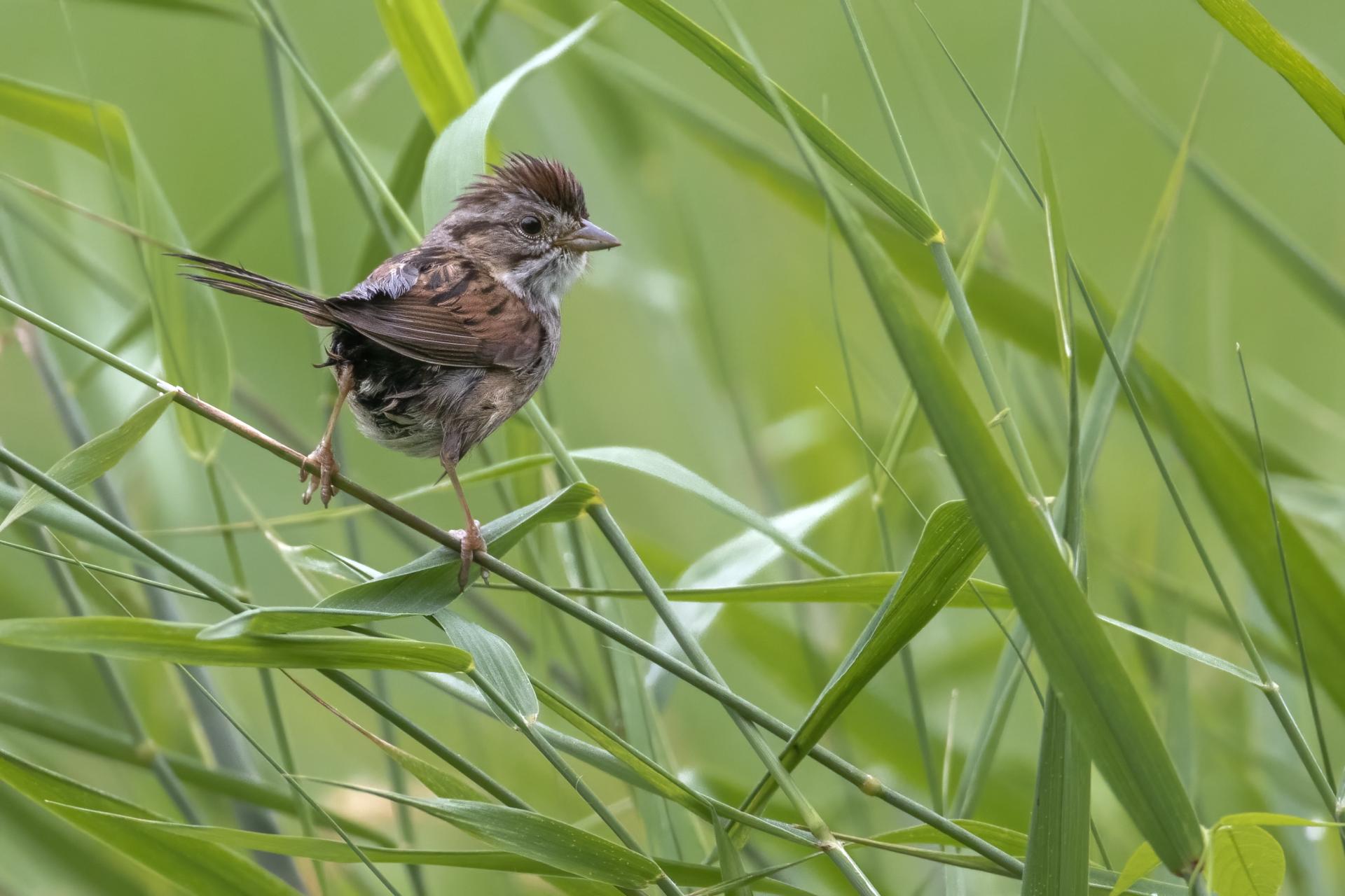 bruant-des-marais-swamp-sparrow