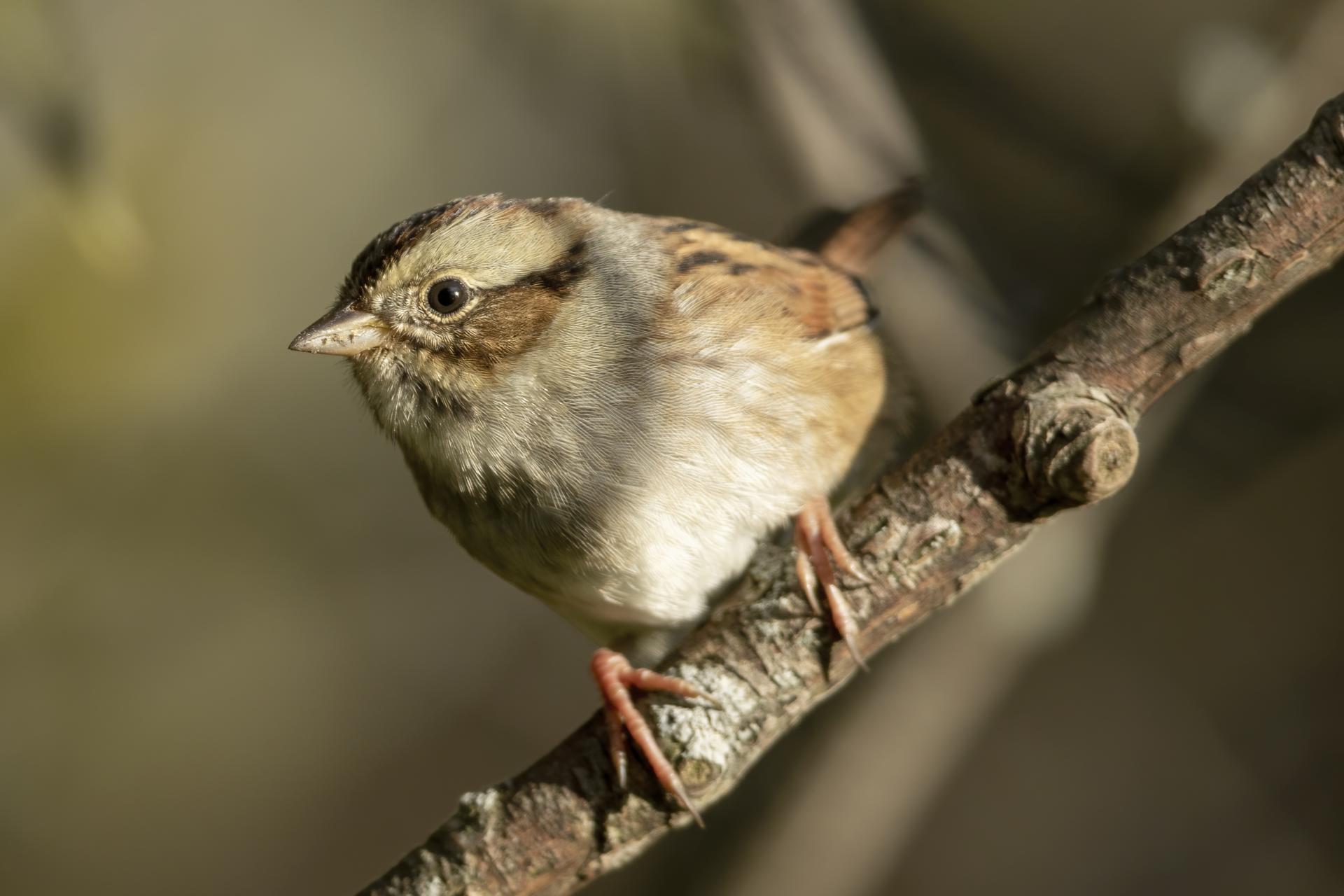 bruant-des-marais-swamp-sparrow