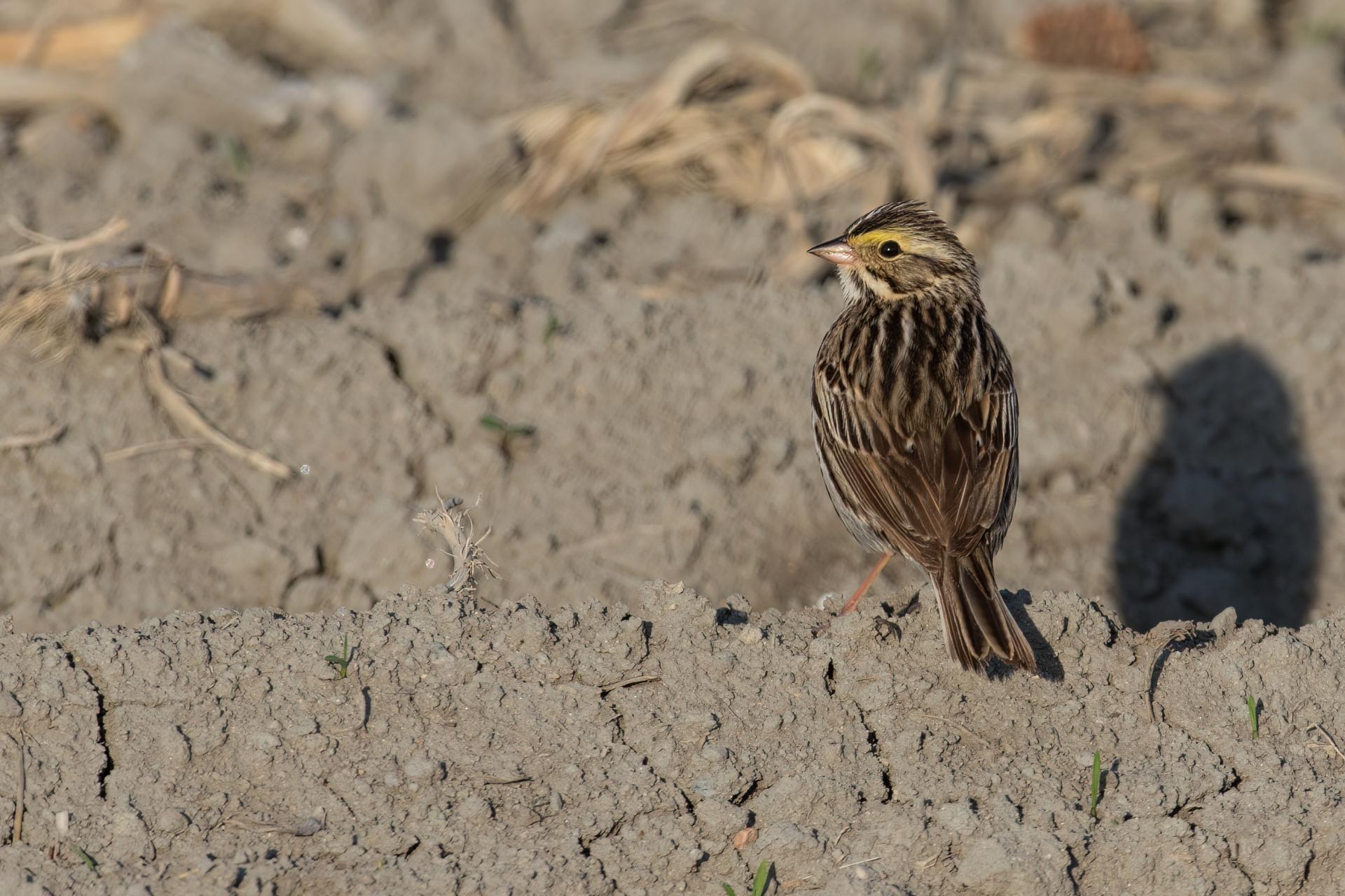 bruant-des-pres-savannah-sparrow