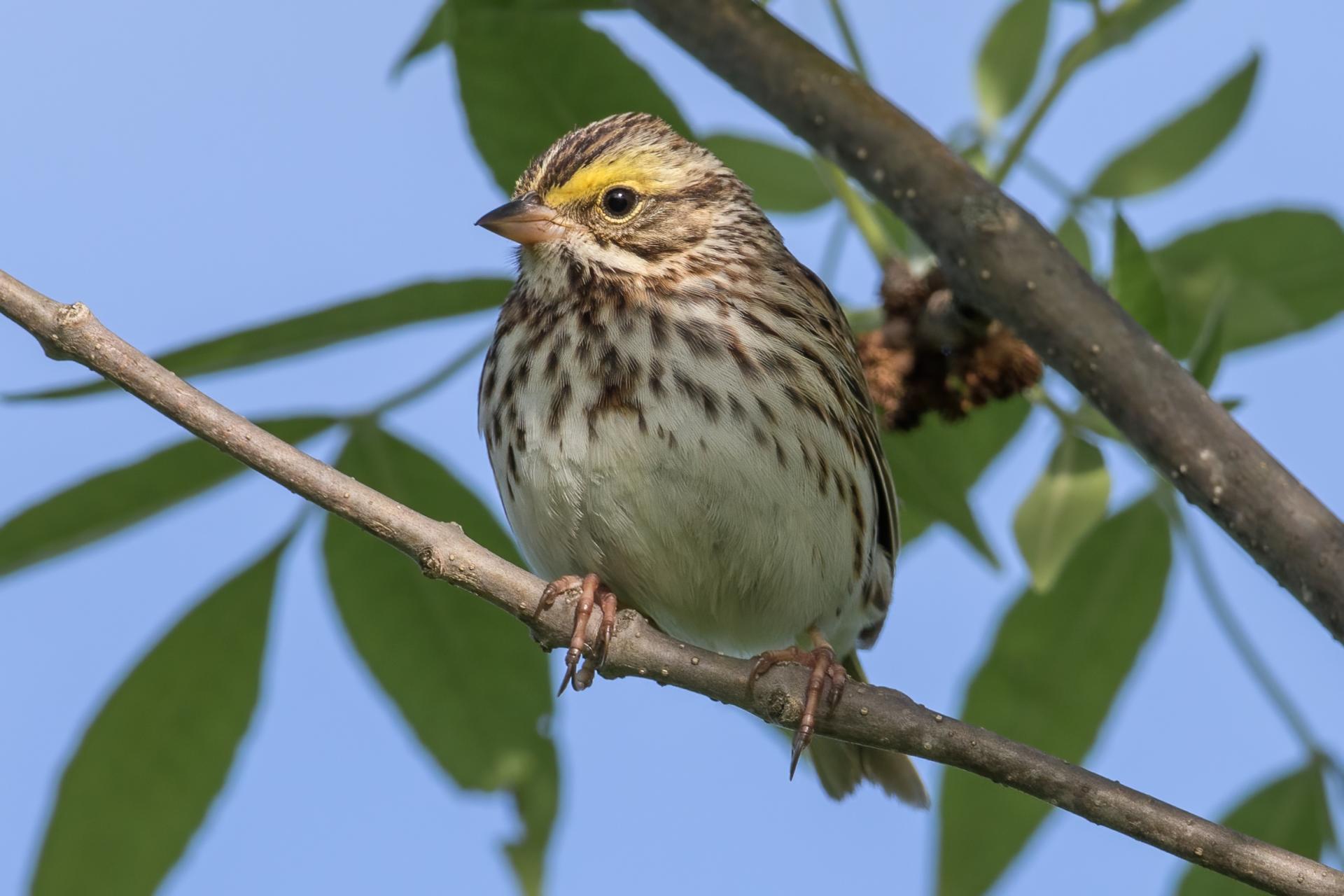 bruant-des-pres-savannah-sparrow