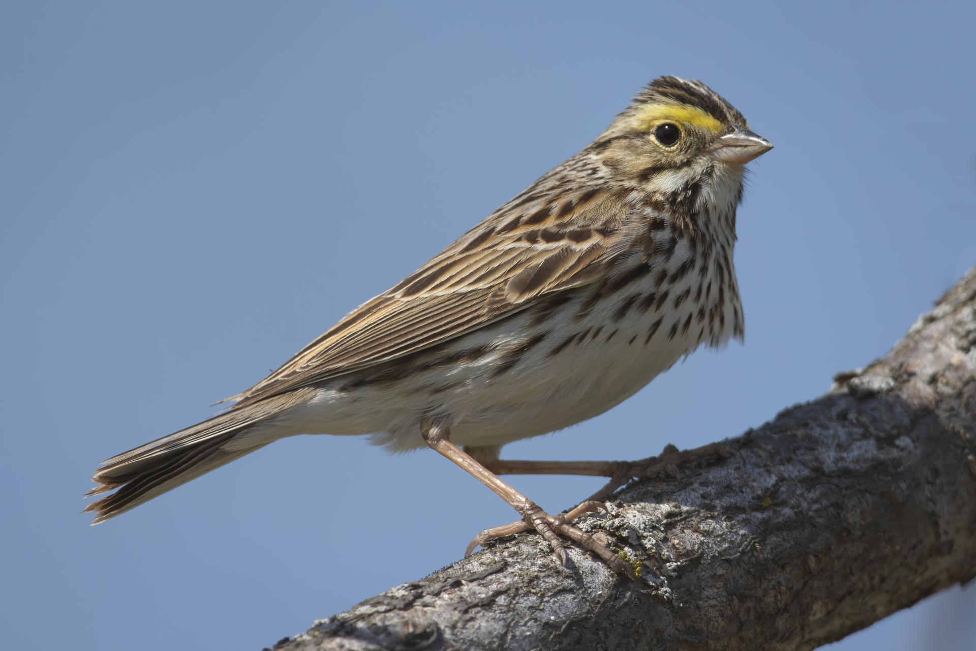bruant-des-pres-savannah-sparrow