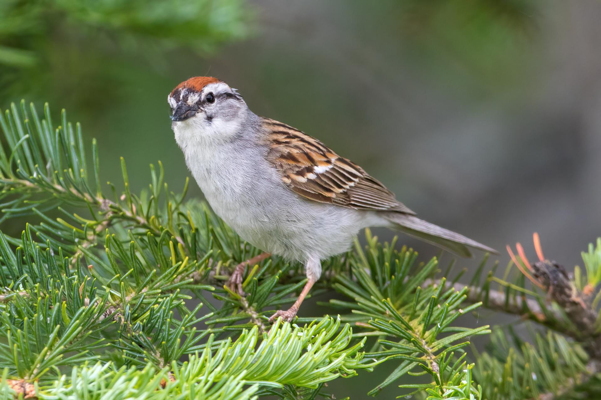 bruant-familier-chipping-sparrow