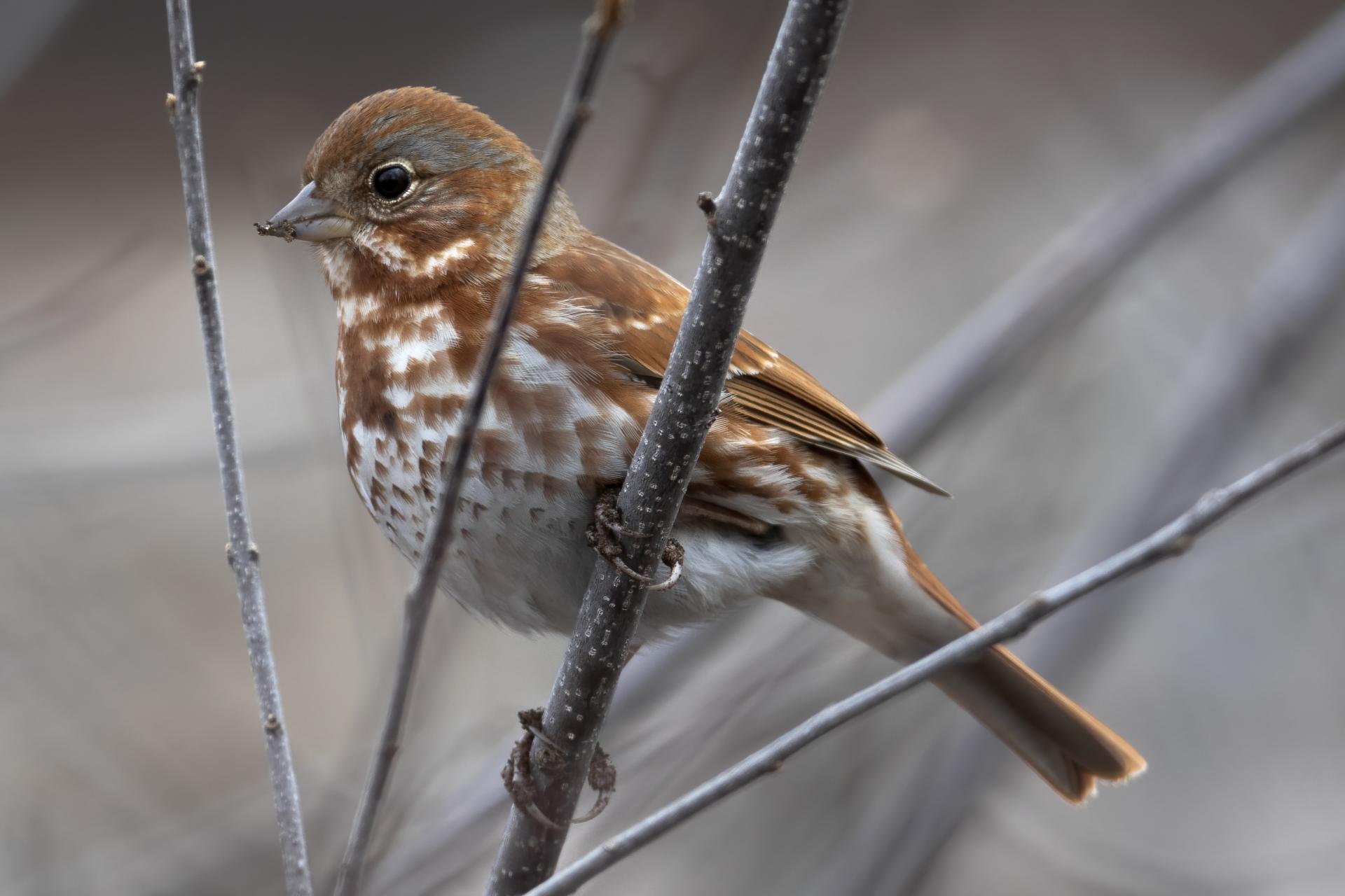 bruant-fauve-fox-sparrow