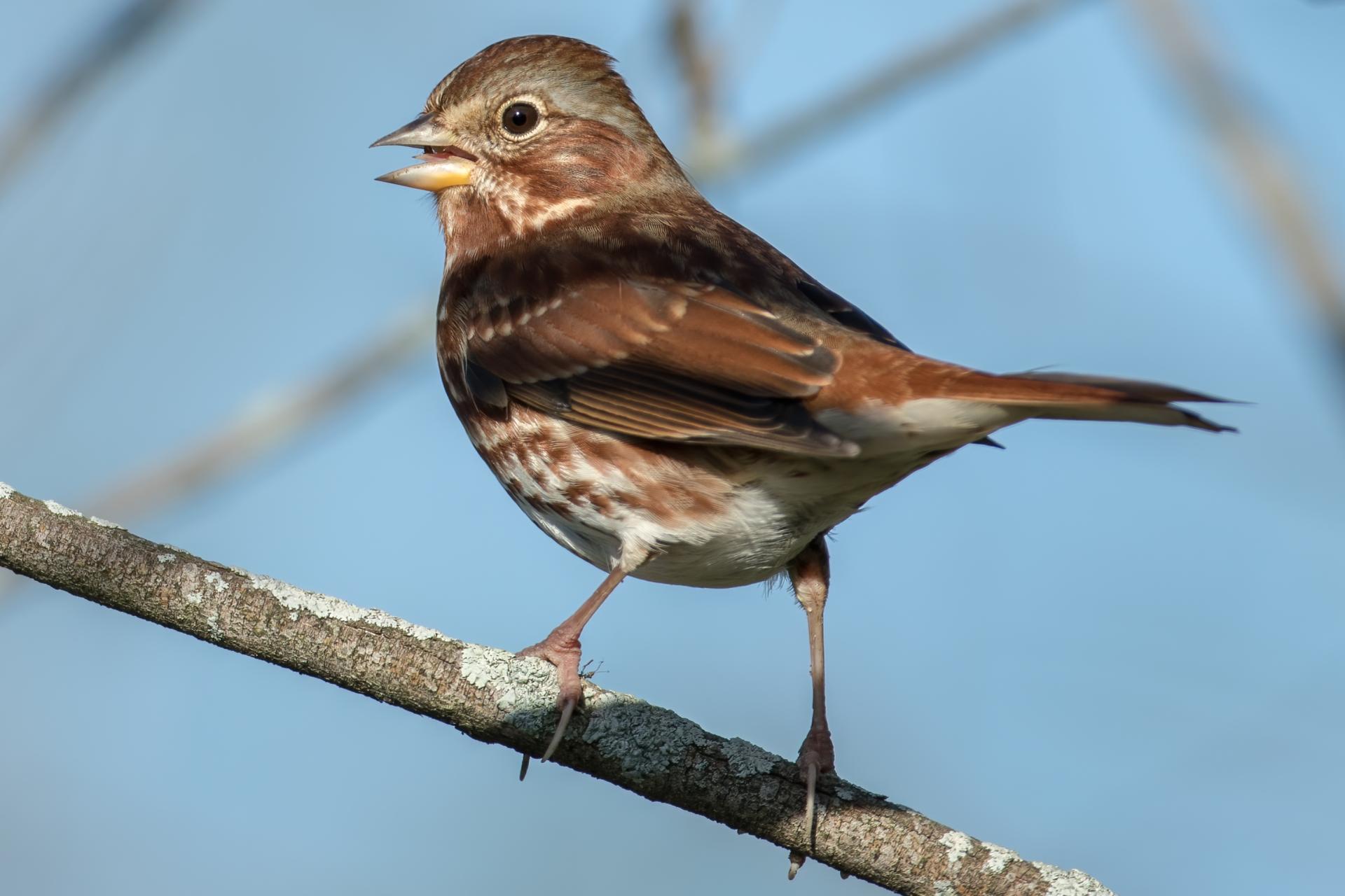 bruant-fauve-fox-sparrow
