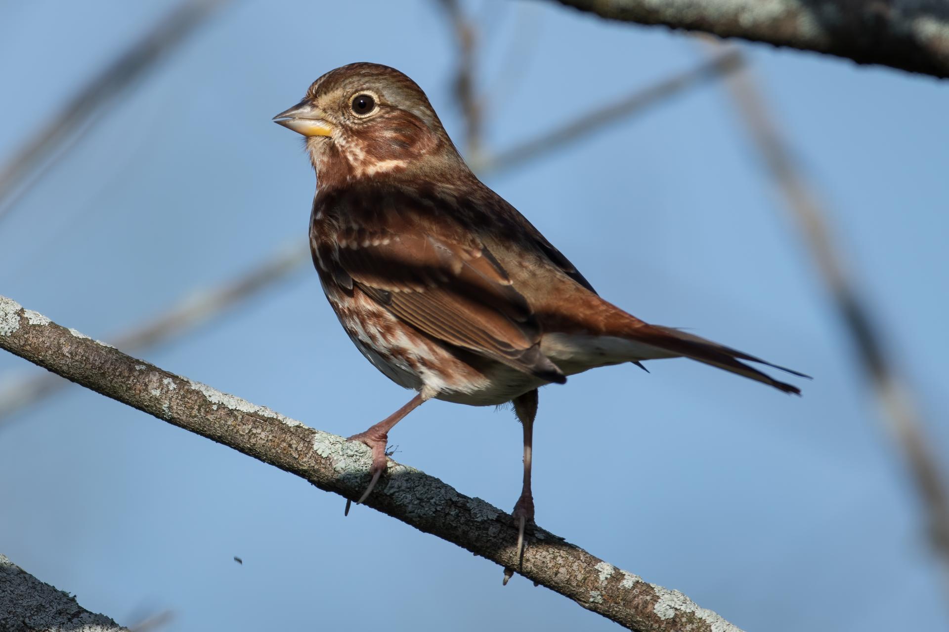 bruant-fauve-fox-sparrow