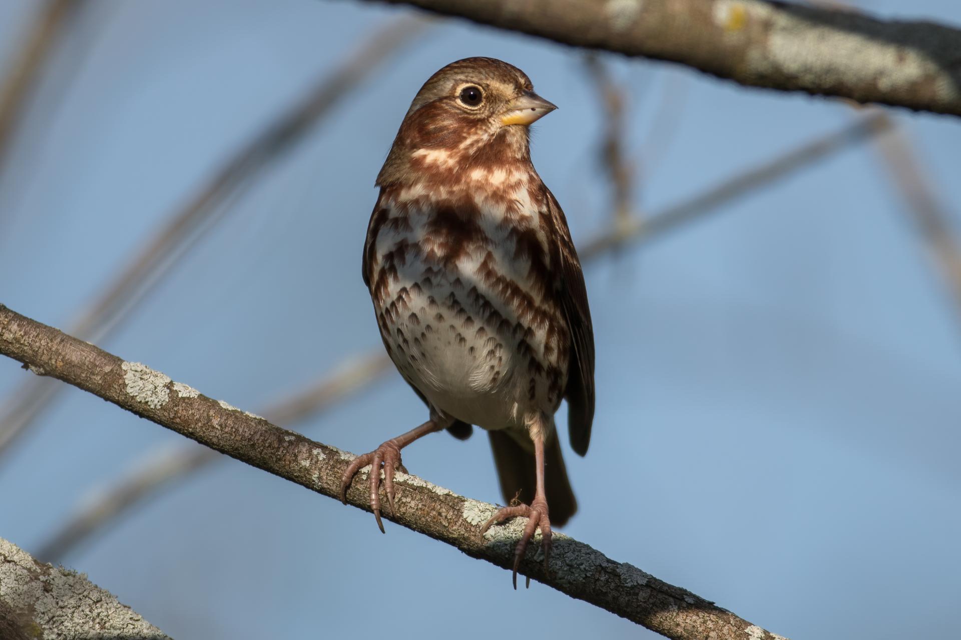 bruant-fauve-fox-sparrow