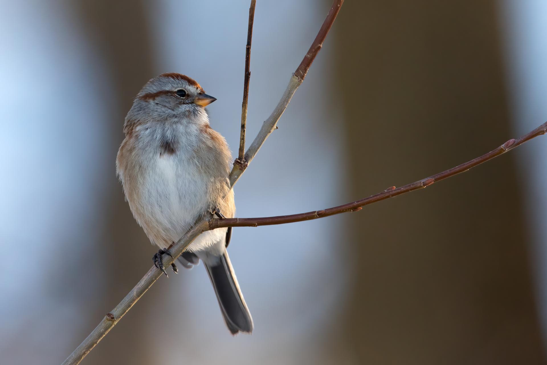 bruant-hudsonien-American-tree-sparrow