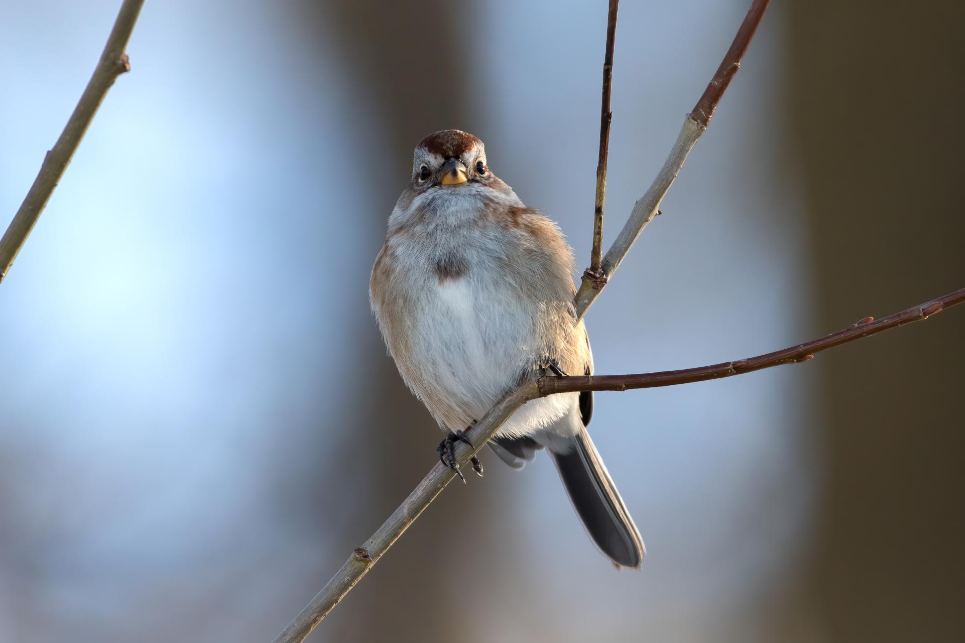 bruant-hudsonien-American-tree-sparrow