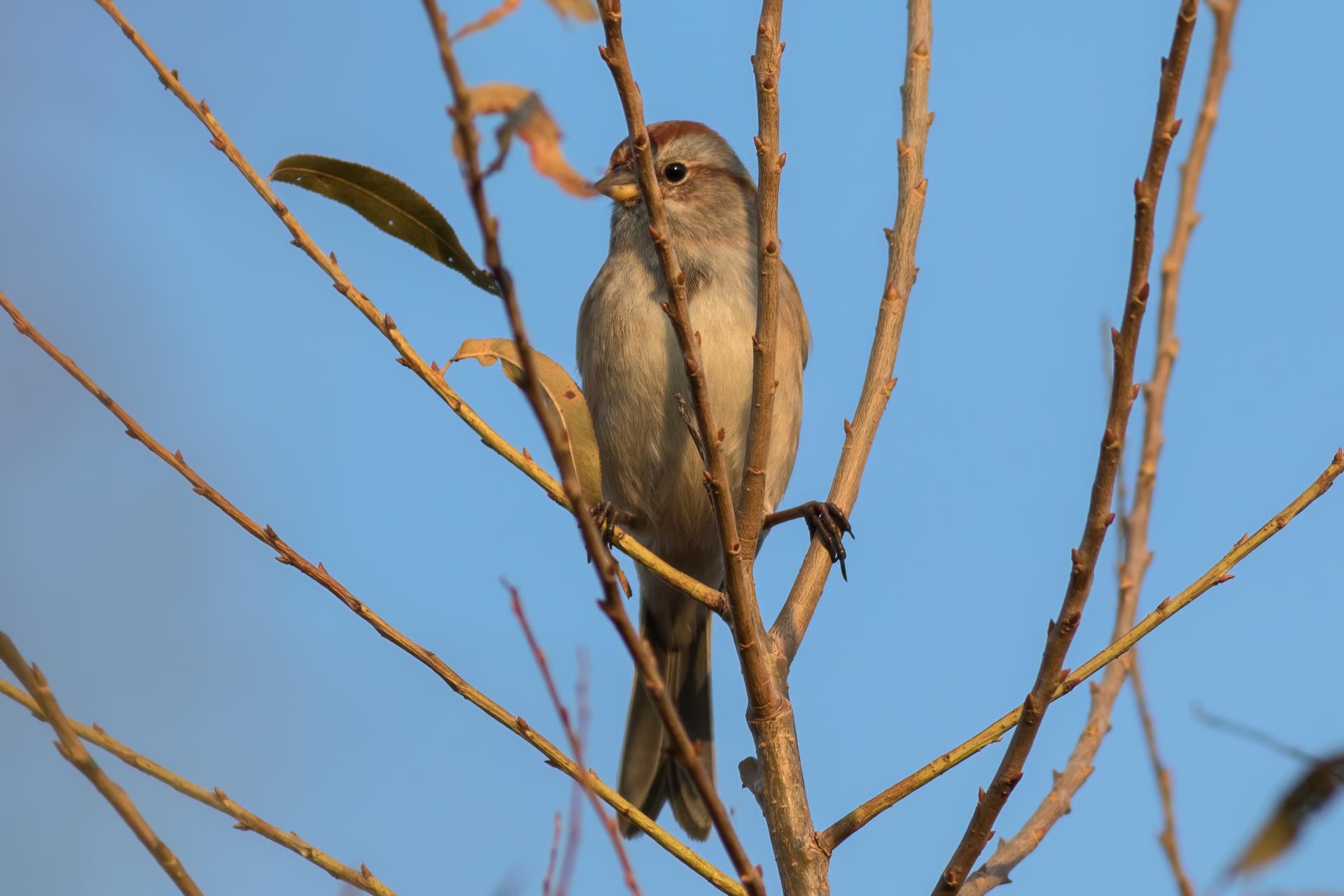 bruant-hudsonien-American-tree-sparrow