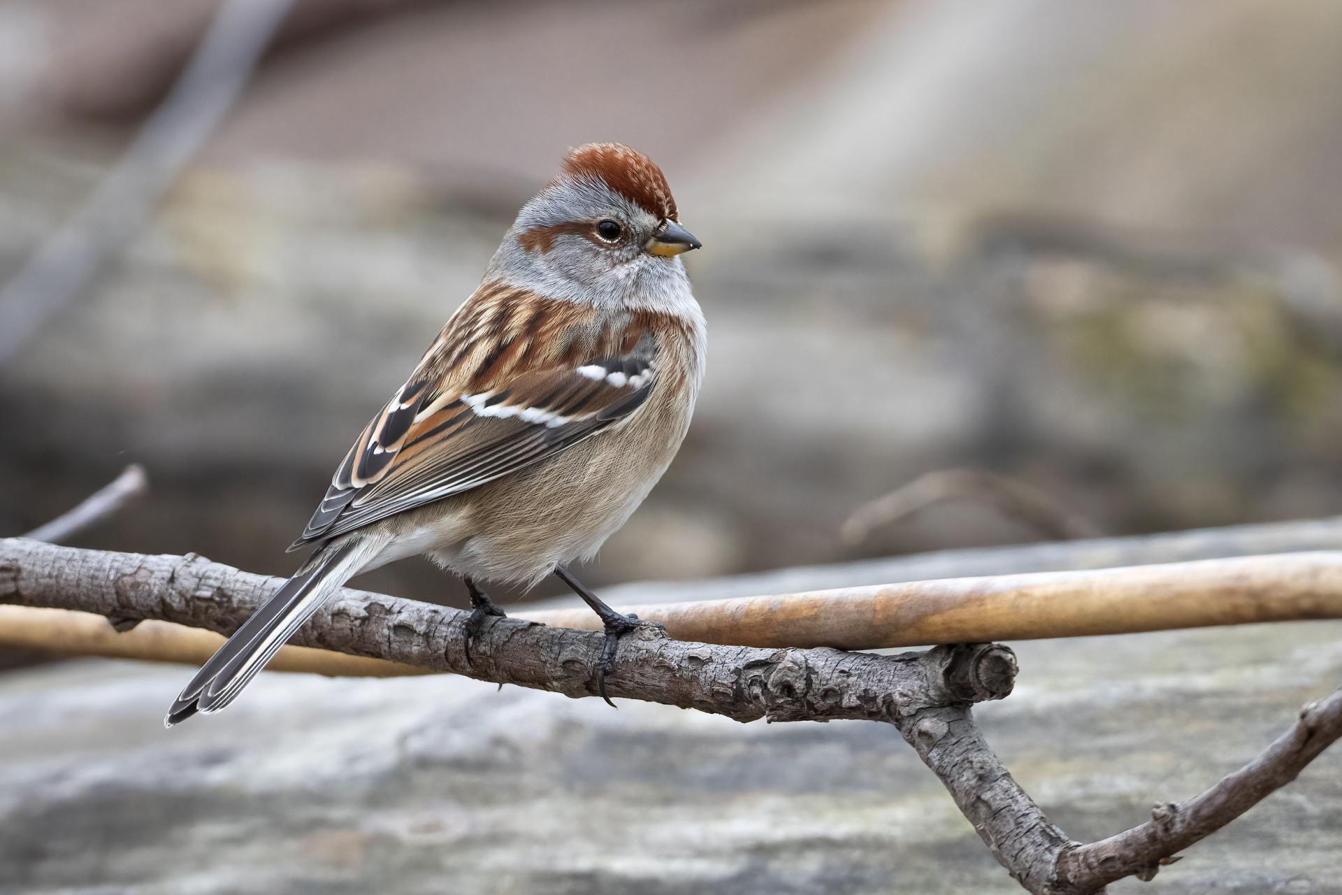bruant-hudsonien-American-tree-sparrow