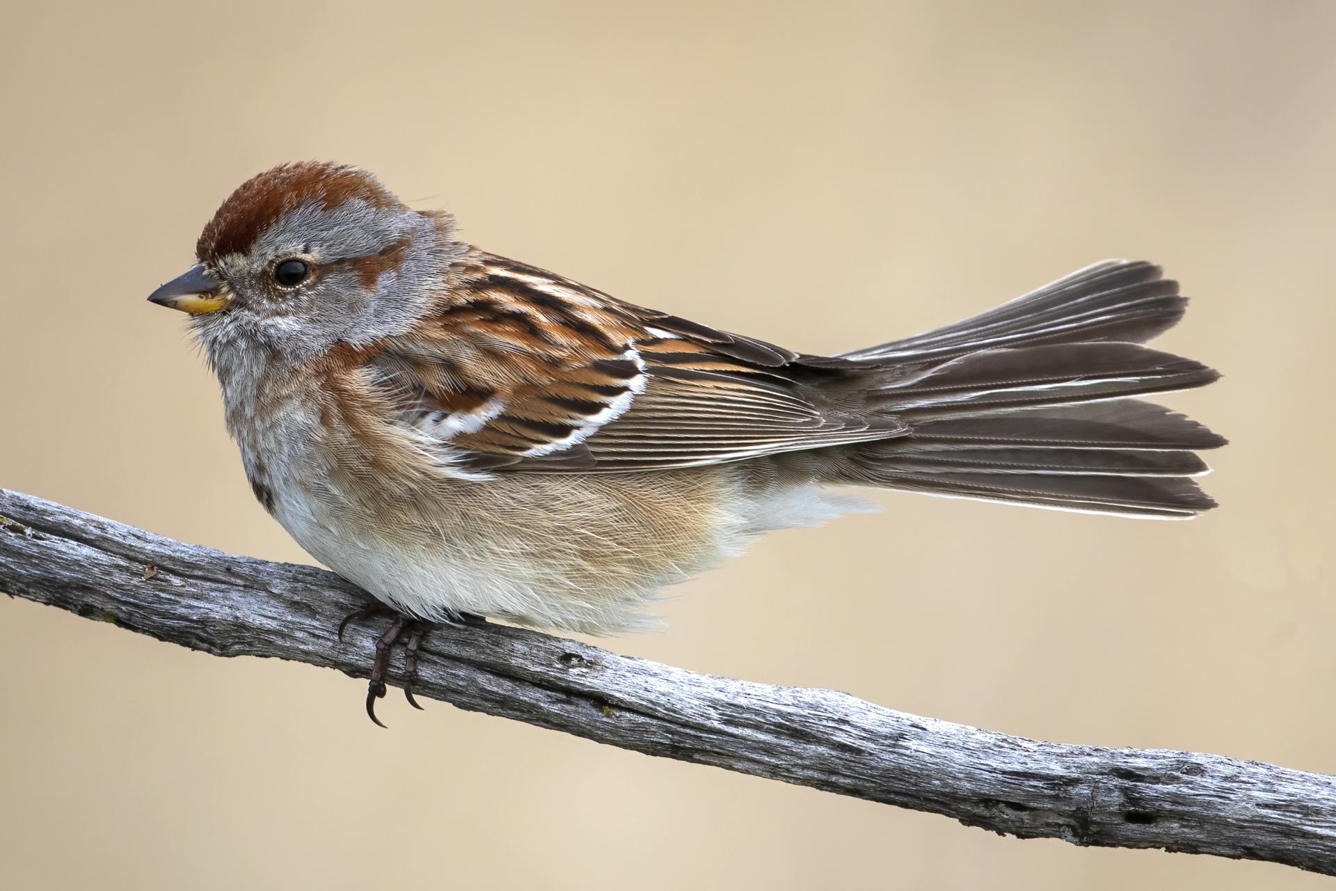 bruant-hudsonien-American-tree-sparrow