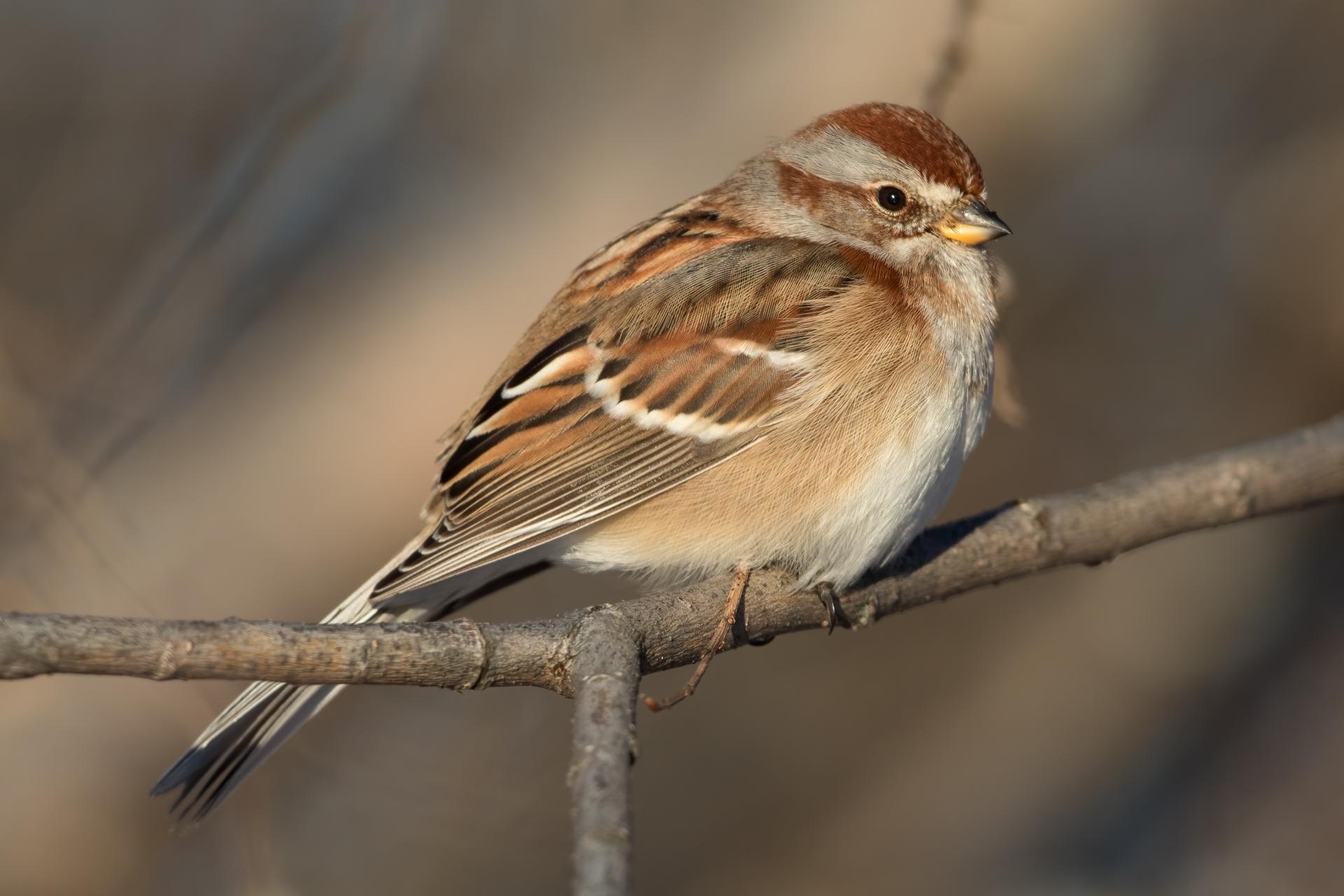 bruant-hudsonien-American-tree-sparrow