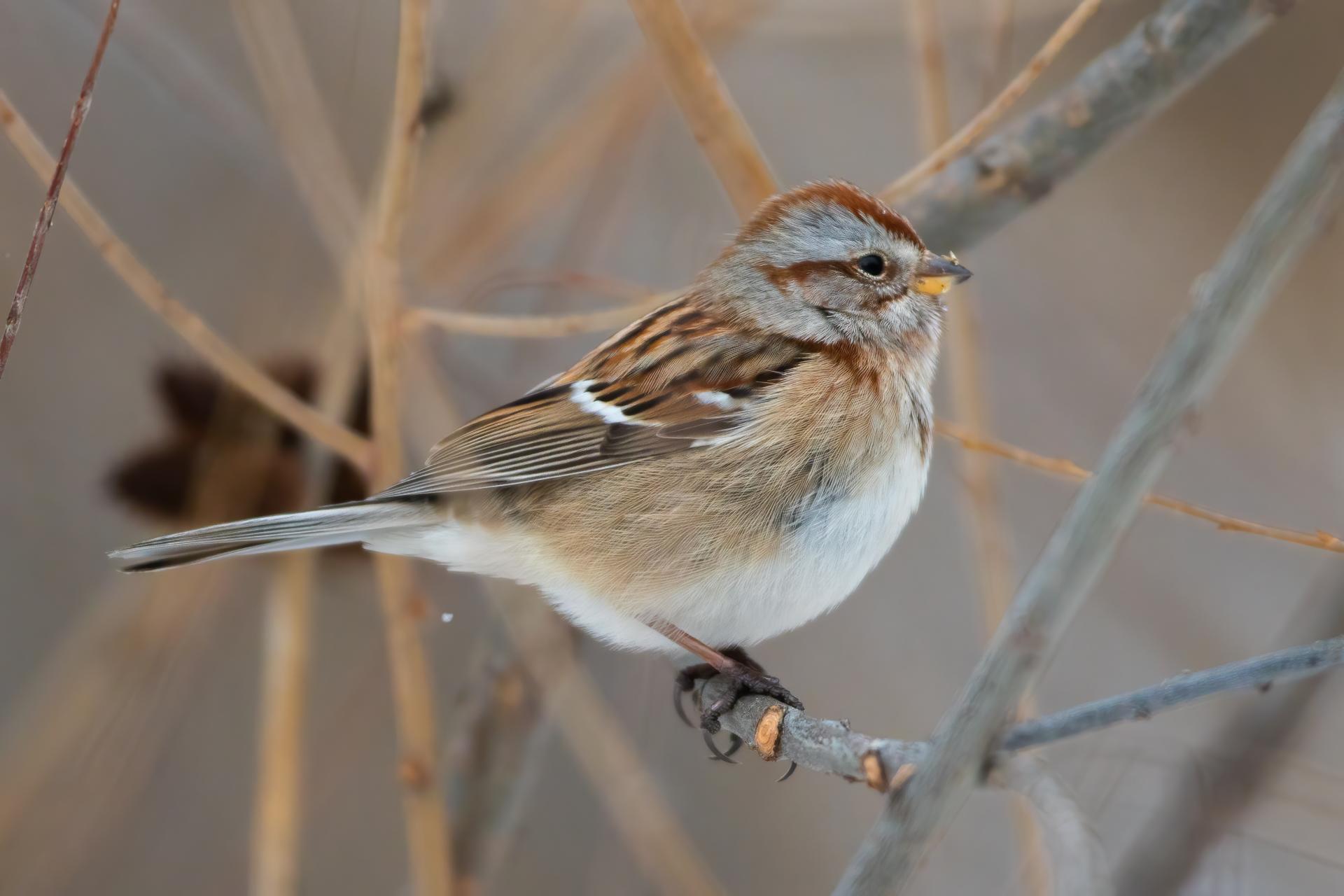 bruant-hudsonien-American-tree-sparrow