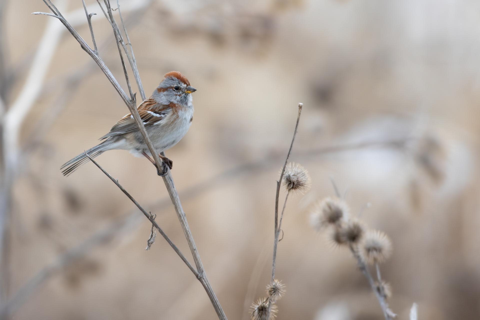 bruant-hudsonien-American-tree-sparrow