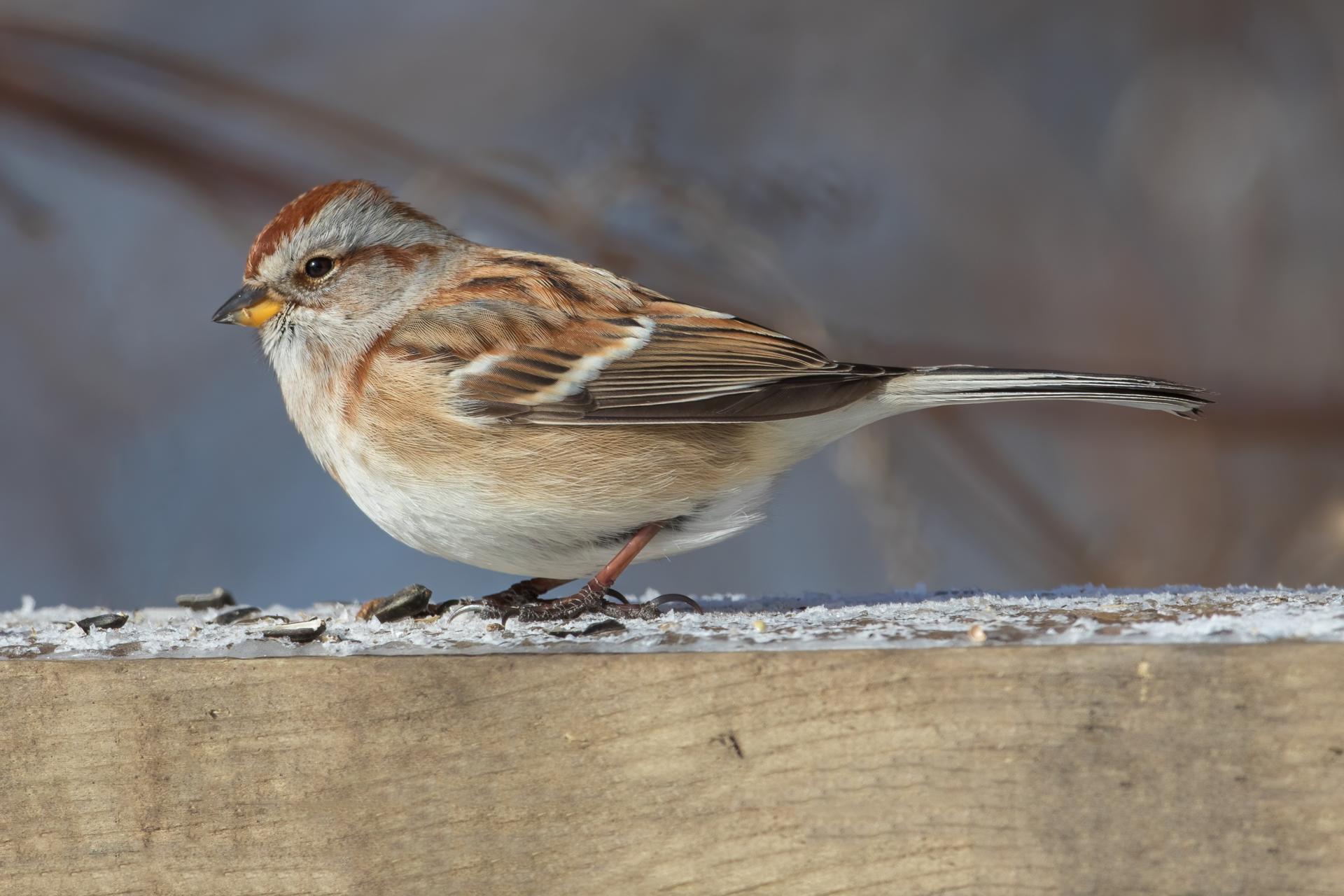 bruant-hudsonien-American-tree-sparrow