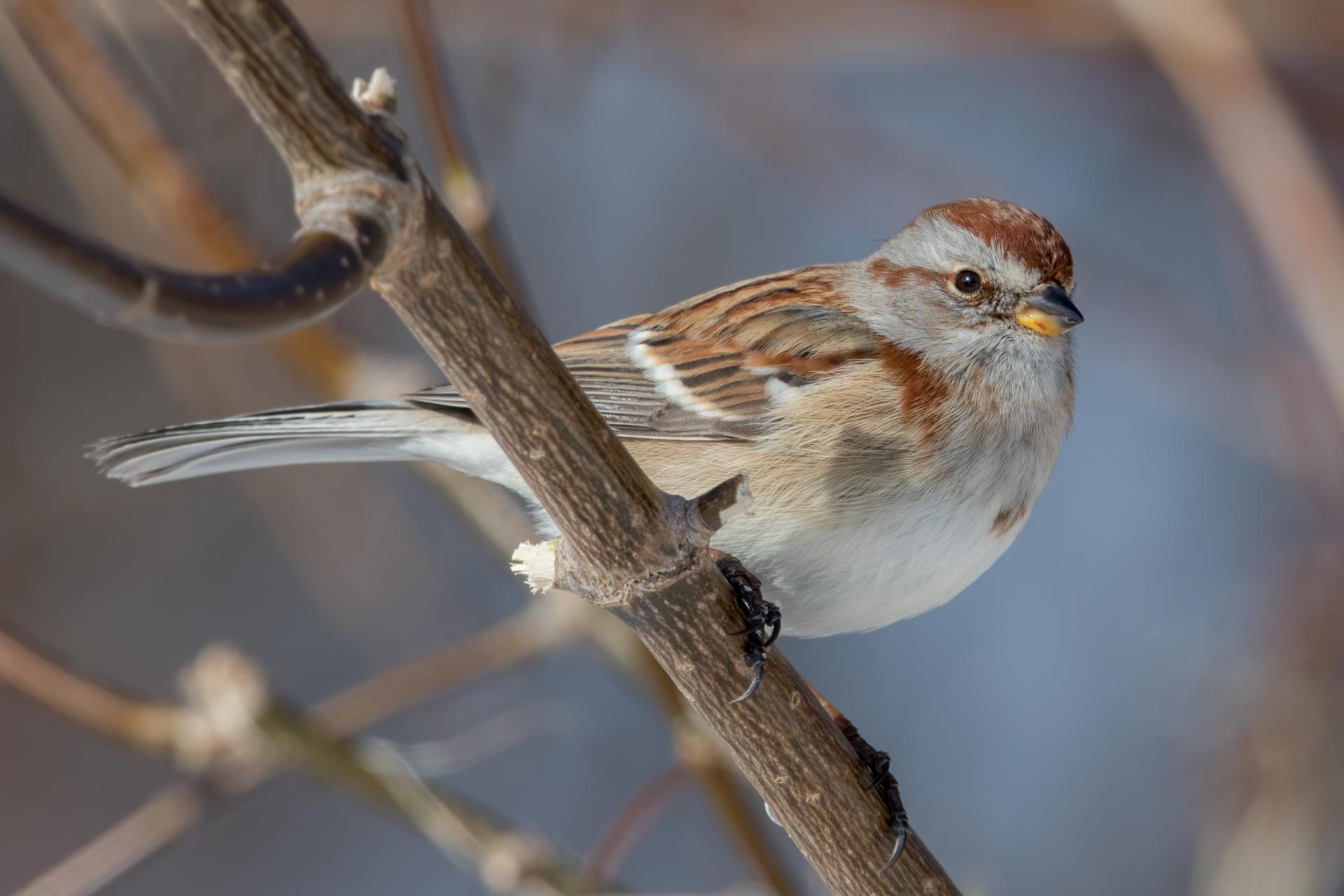 bruant-hudsonien-American-tree-sparrow