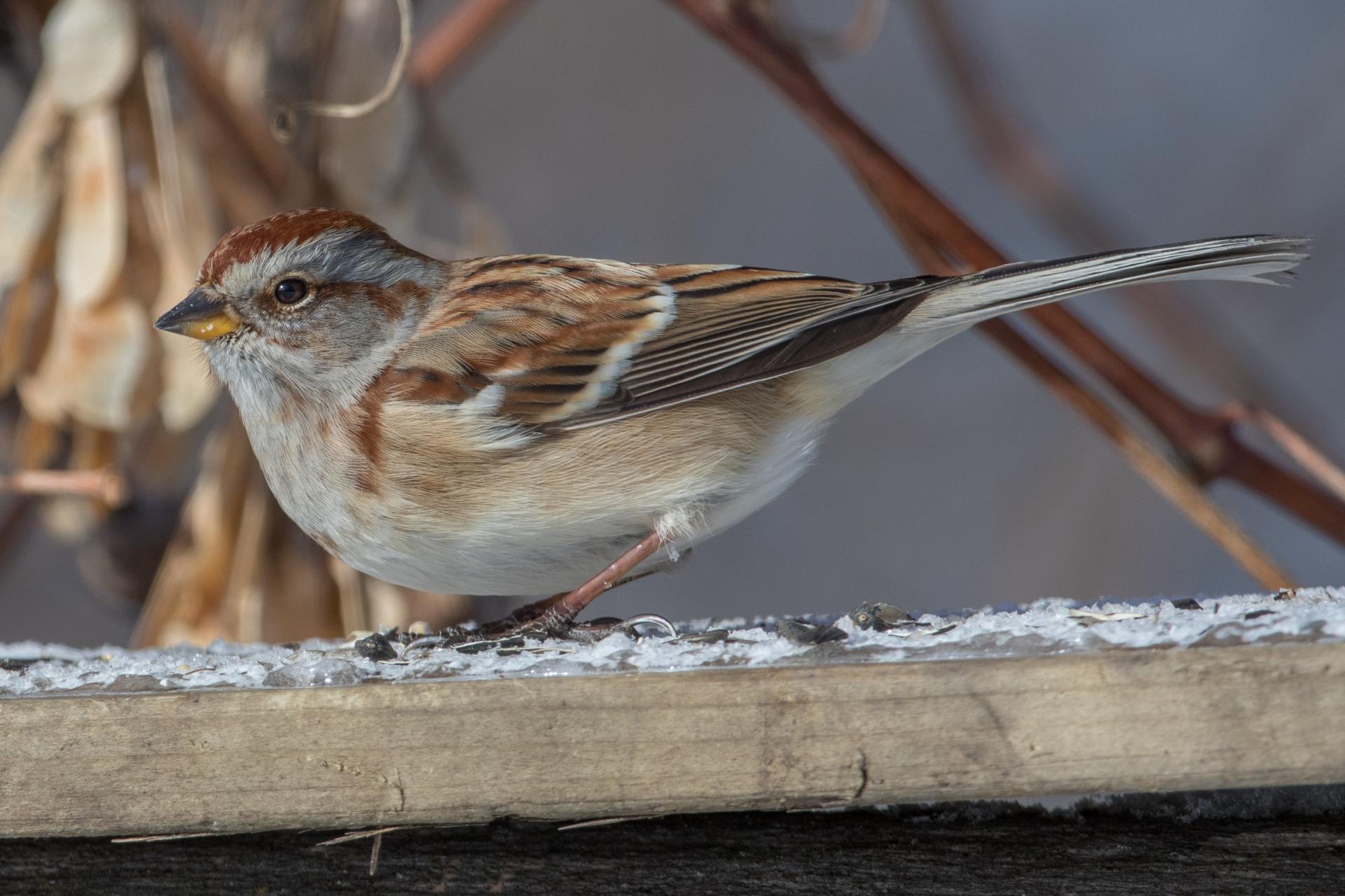bruant-hudsonien-American-tree-sparrow