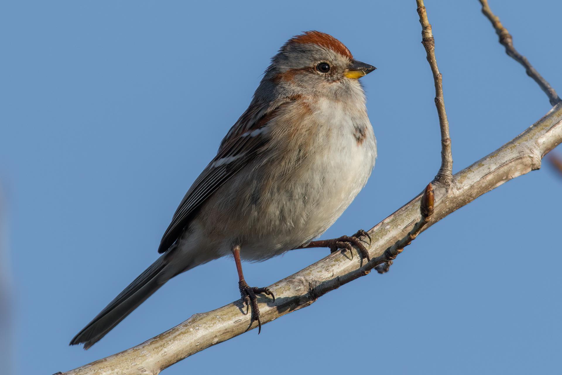 bruant-hudsonien-American-tree-sparrow