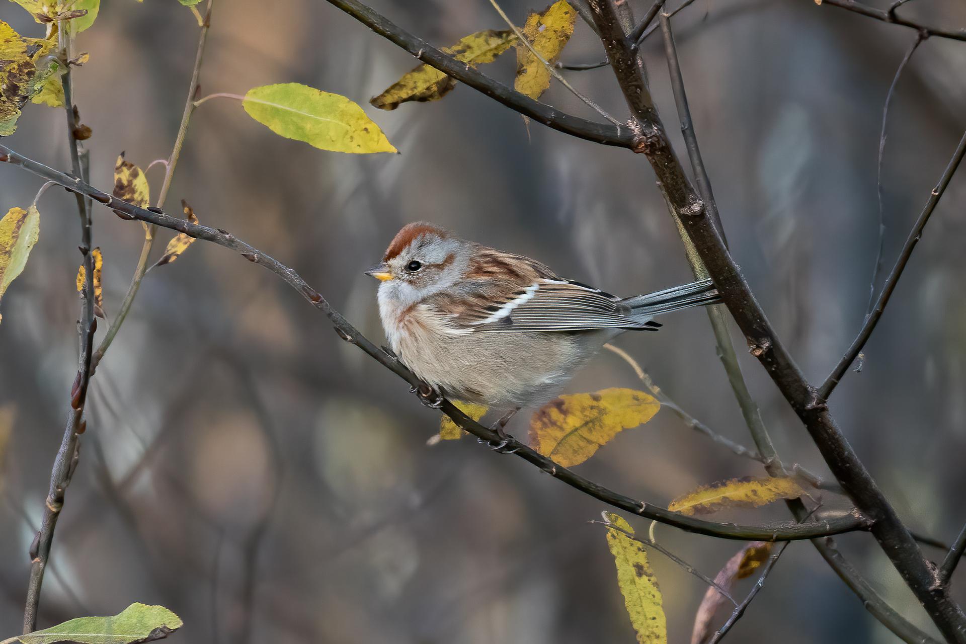 bruant-hudsonien-American-tree-sparrow