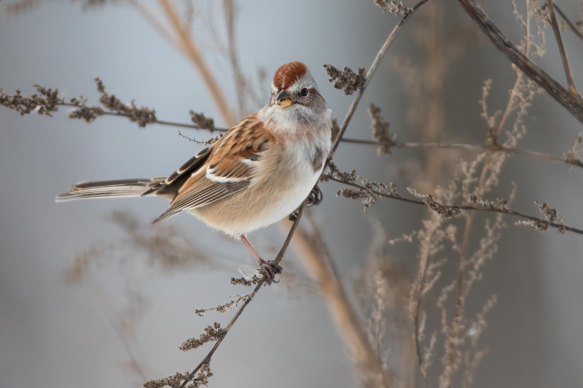 bruant-hudsonien-American-tree-sparrow