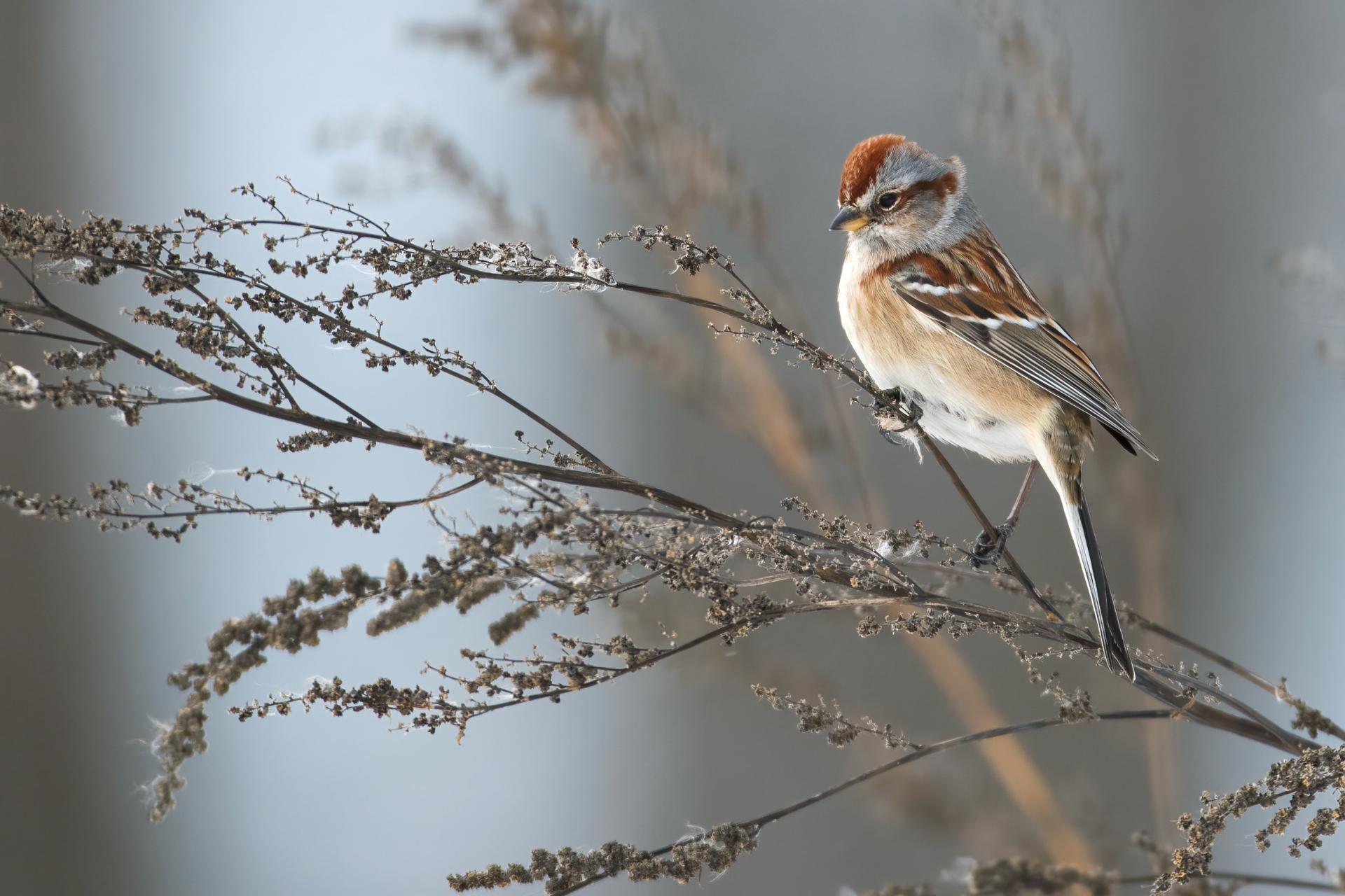 bruant-hudsonien-American-tree-sparrow