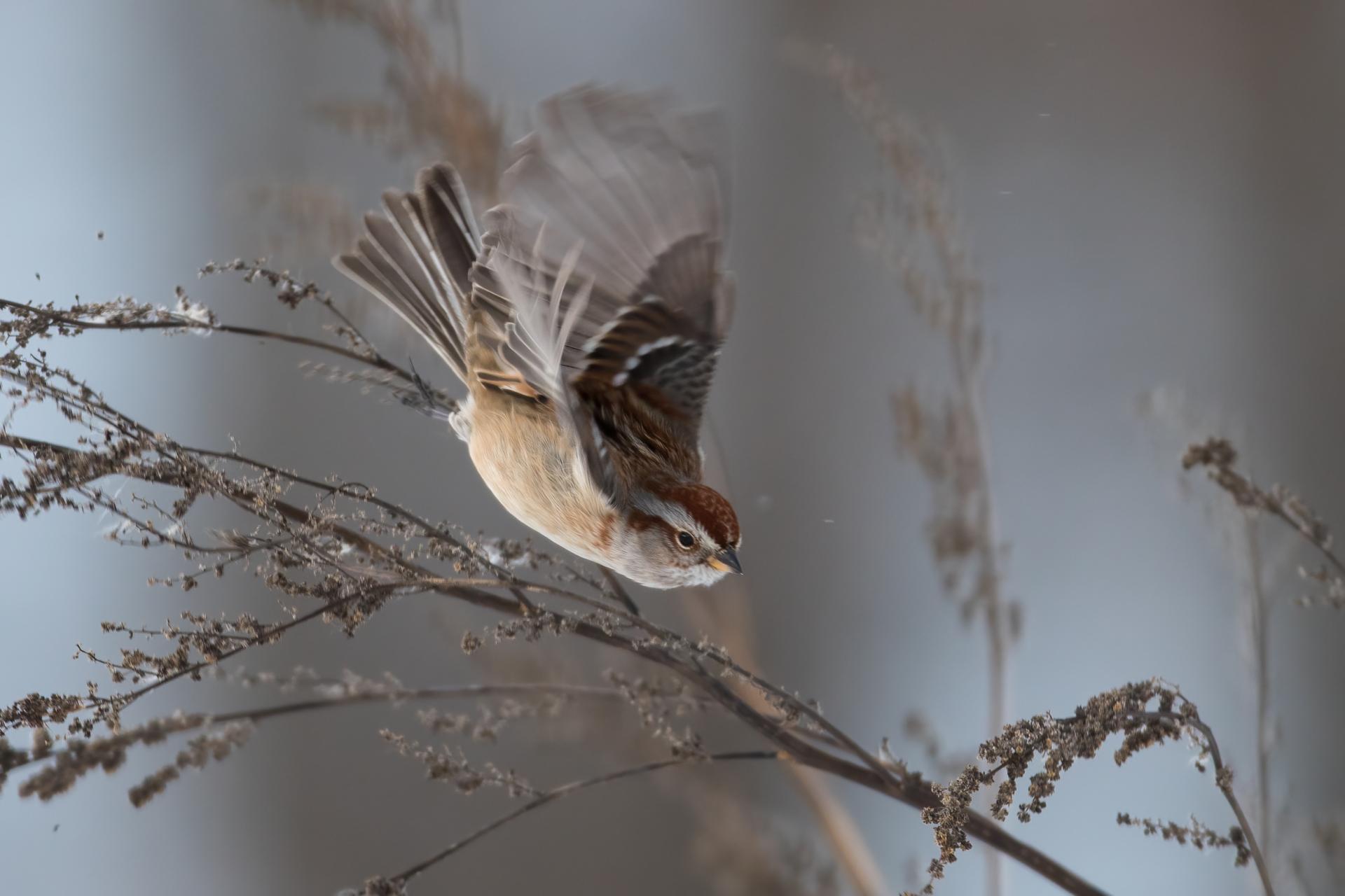 bruant-hudsonien-American-tree-sparrow
